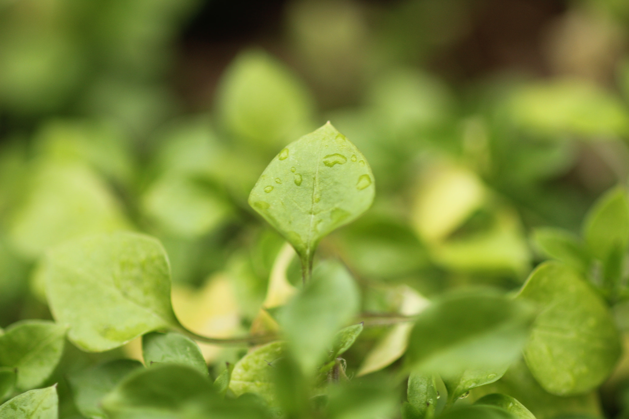 Canon EF 100mm F2.8 Macro USM sample photo. Img photography