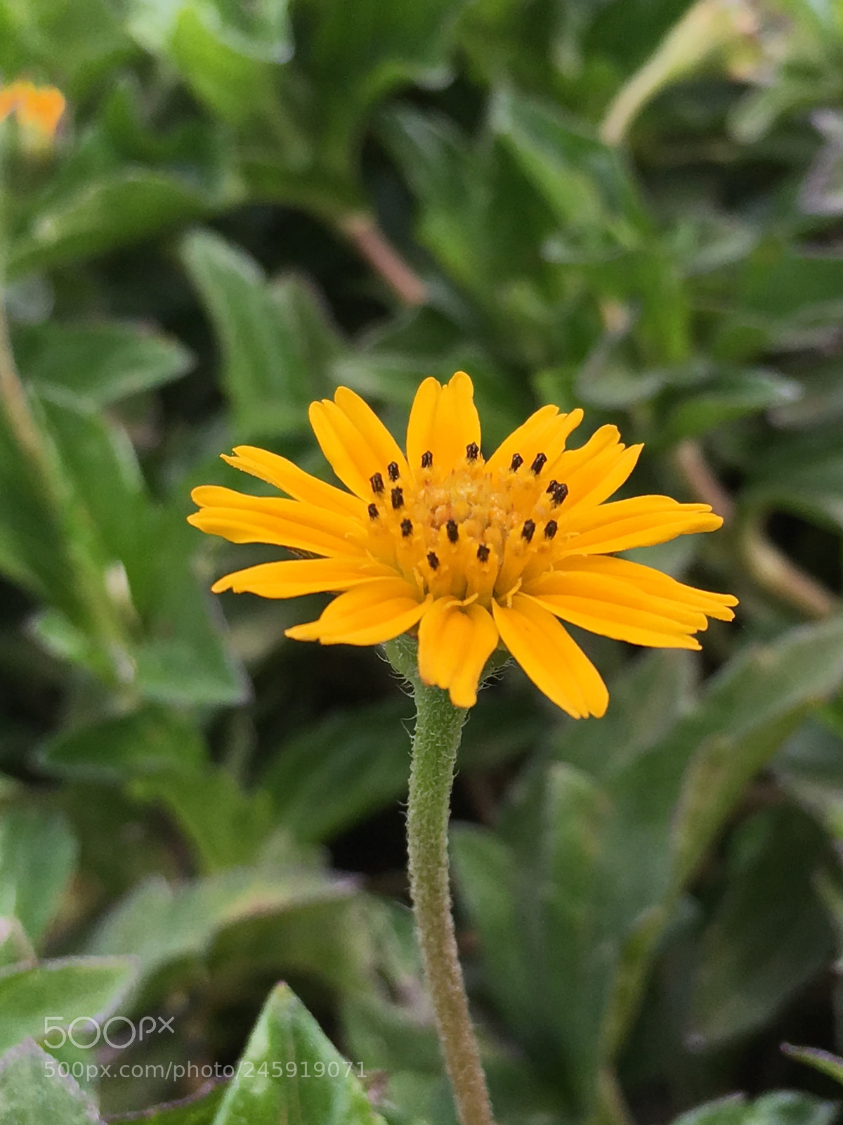 Apple iPhone SE sample photo. Garden photography photography