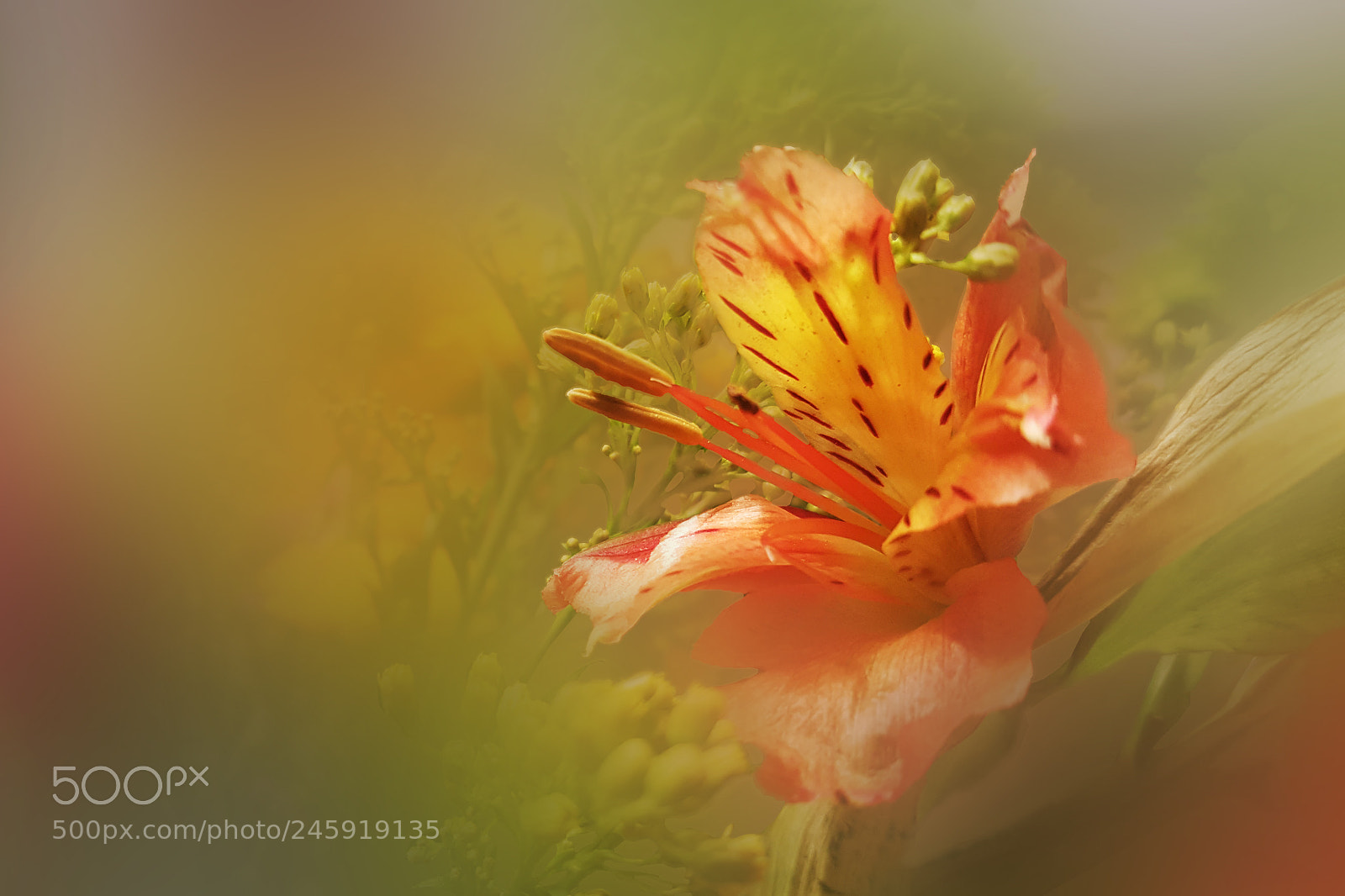 Samsung Galaxy Note5 sample photo. Red and yellow photography