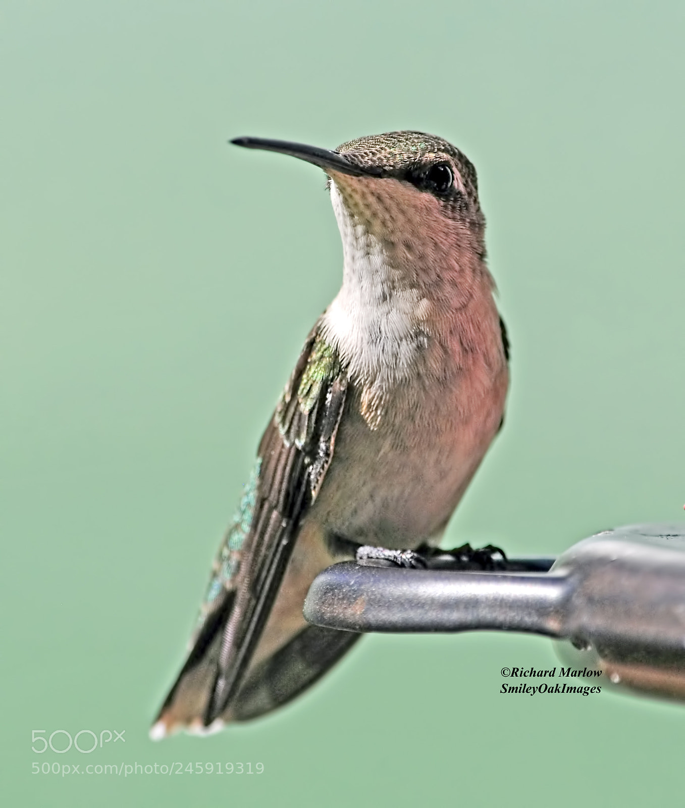 Nikon D5000 sample photo. Hummingbird photography