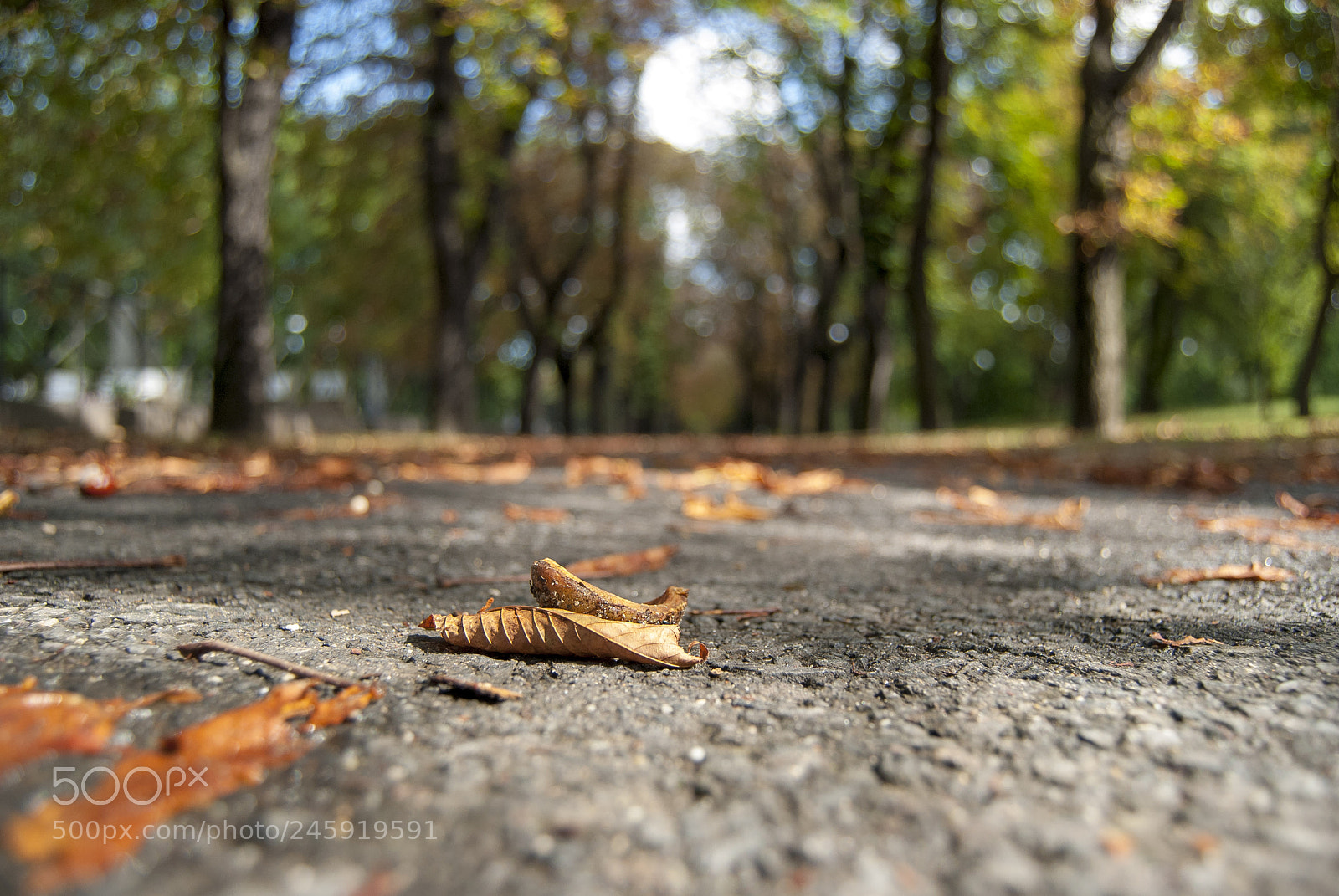 Nikon D80 sample photo. Brown leaves on the photography