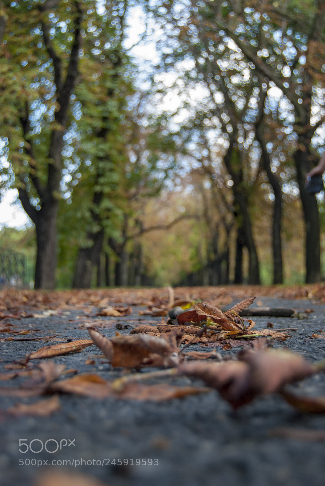 Nikon D80 sample photo. Brown leaves on the photography