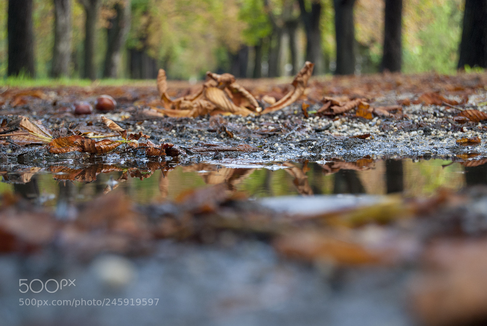 Nikon D80 sample photo. Brown leaves on the photography