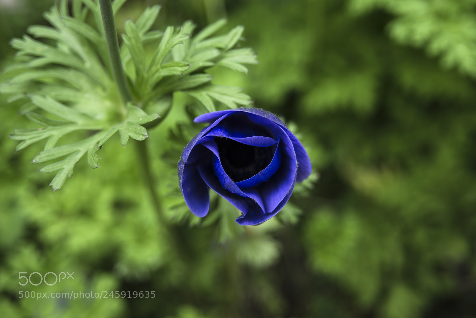 Nikon D800 sample photo. Flower photography