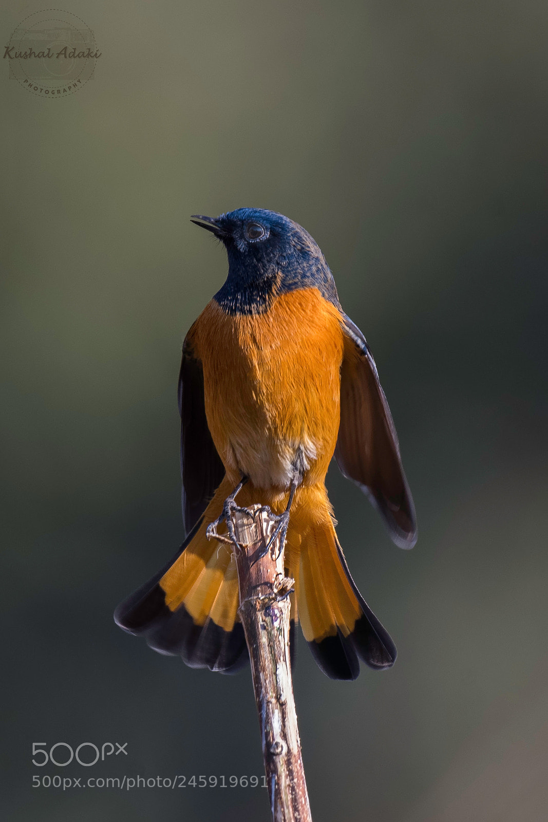 Nikon D500 sample photo. Blue-fronted redstart photography