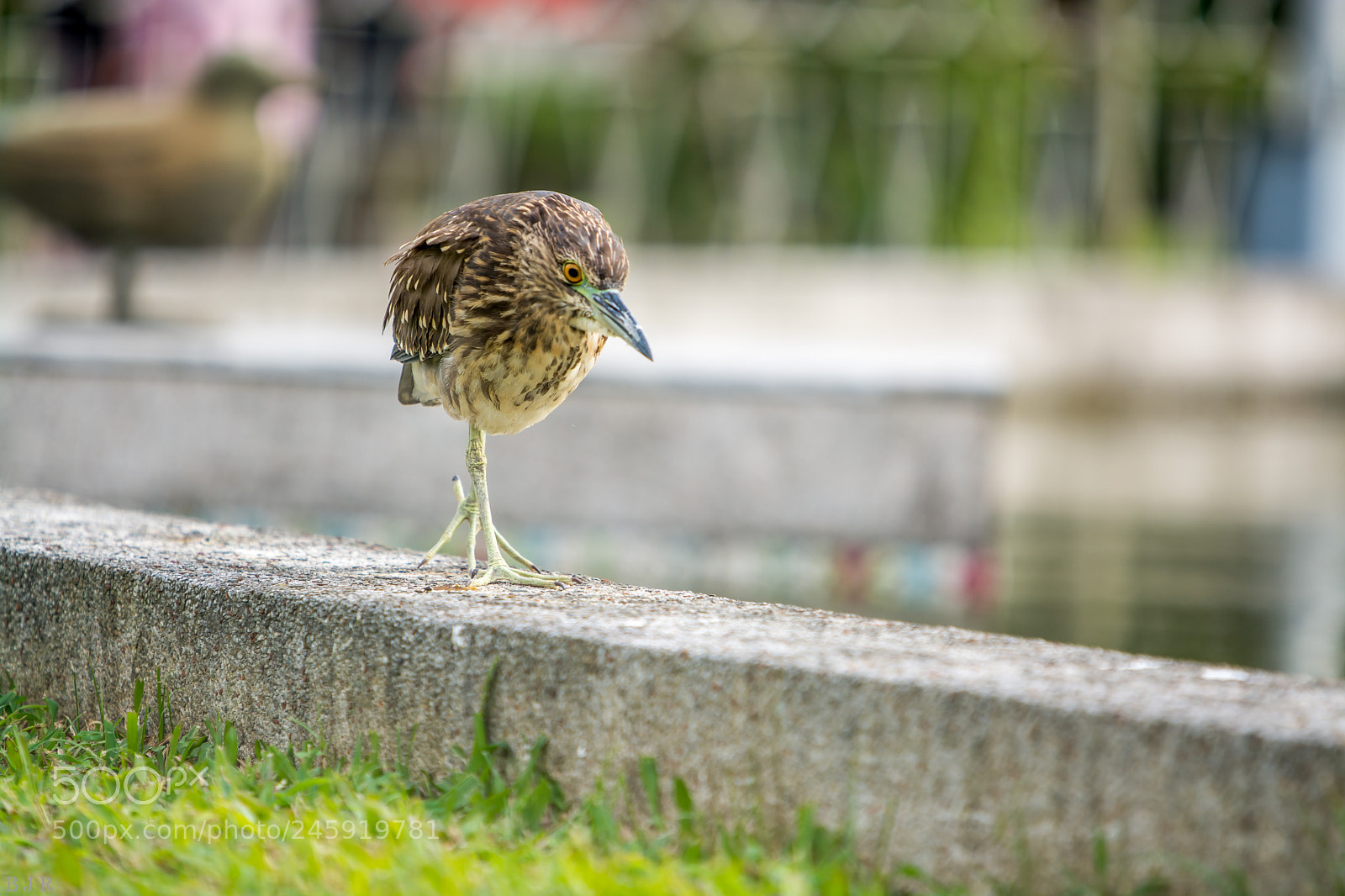 Nikon D7100 sample photo. Untitled photography