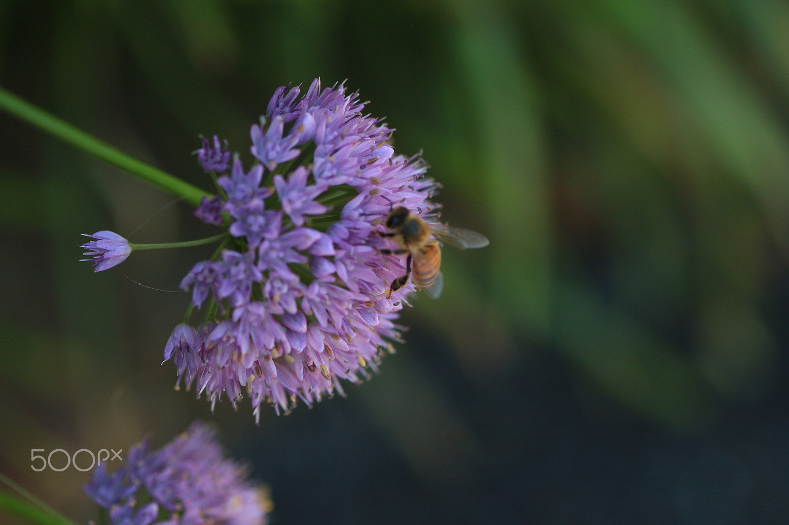 Canon EF 100mm F2.8 Macro USM sample photo. Bee on a flower photography