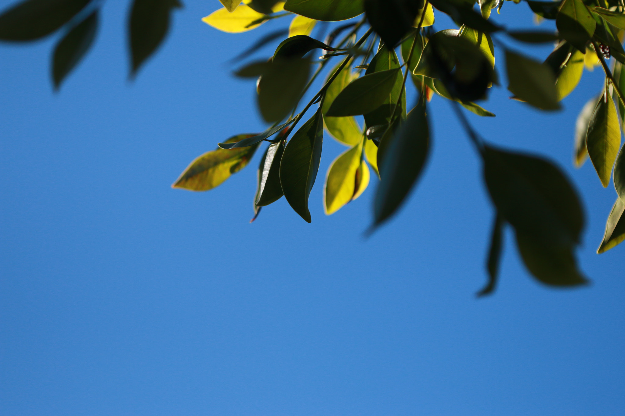 Canon EF 100mm F2.8 Macro USM sample photo. Simple photography