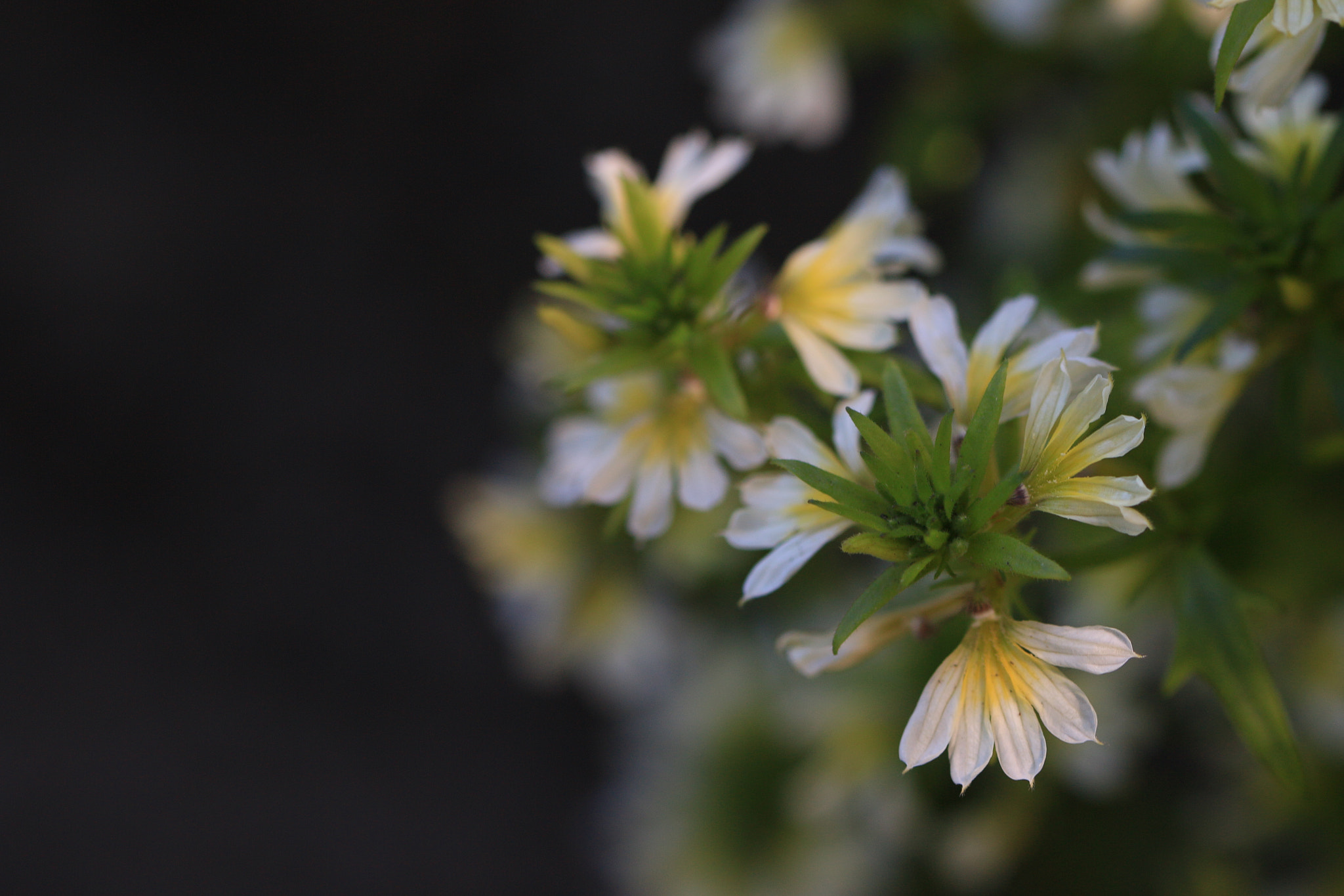 Canon EF 100mm F2.8 Macro USM sample photo. More flowers photography