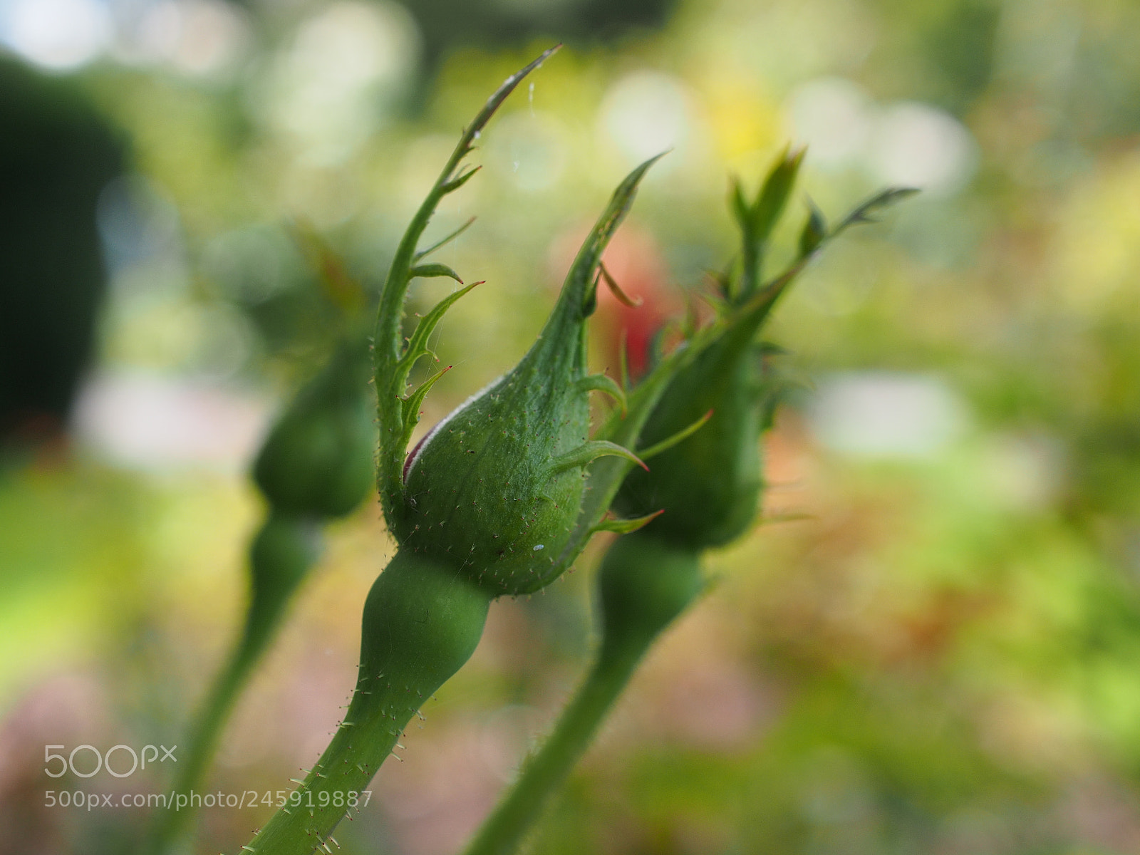 Olympus OM-D E-M5 sample photo. Field of buds photography