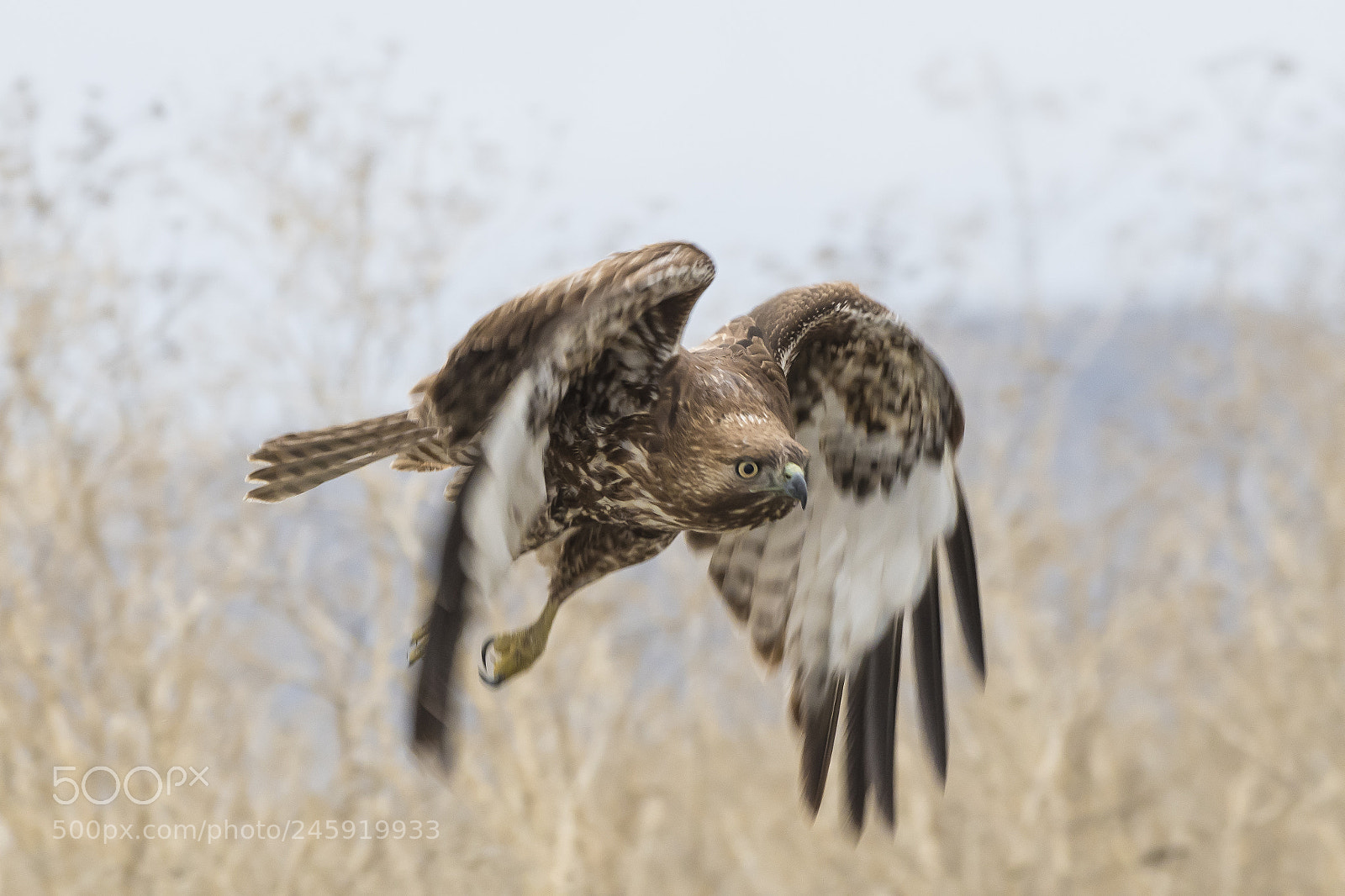 Nikon D500 sample photo. Red tailed hawk taking photography