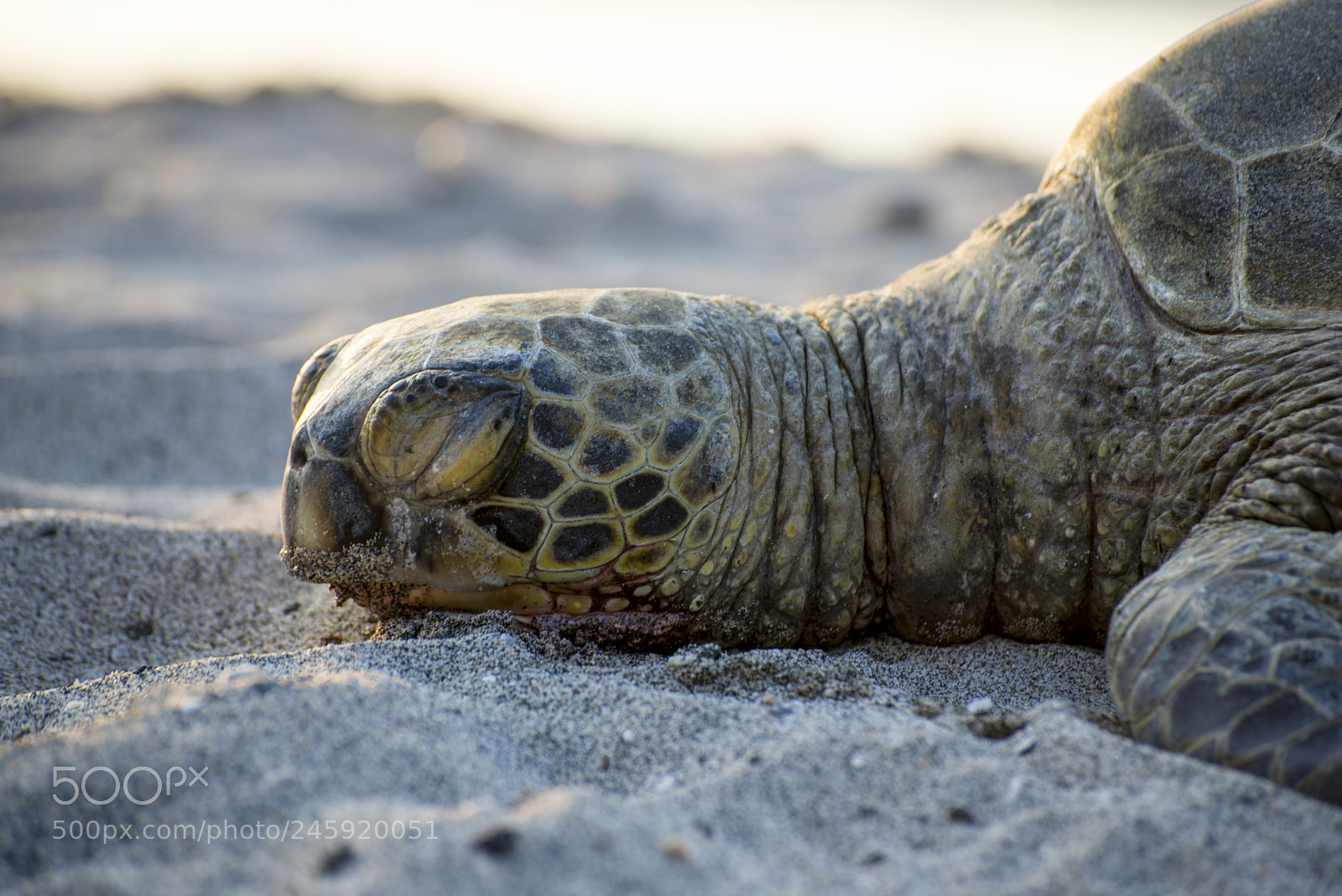 Nikon D610 sample photo. Sea turtle in hawaii photography