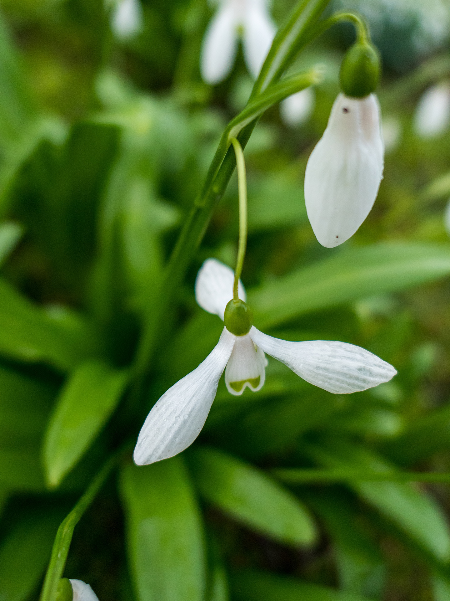 Panasonic Lumix DMC-LX10 (Lumix DMC-LX15) sample photo. Snow drop flower photography