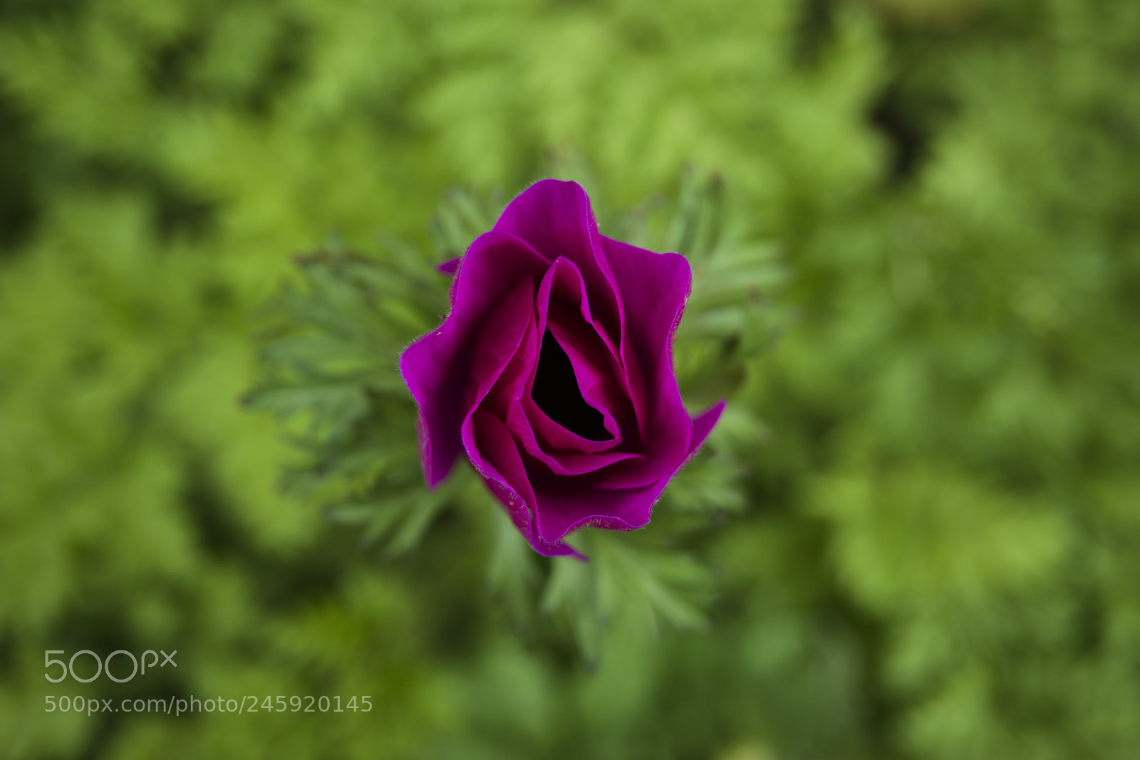 Nikon D800 sample photo. Flover photography