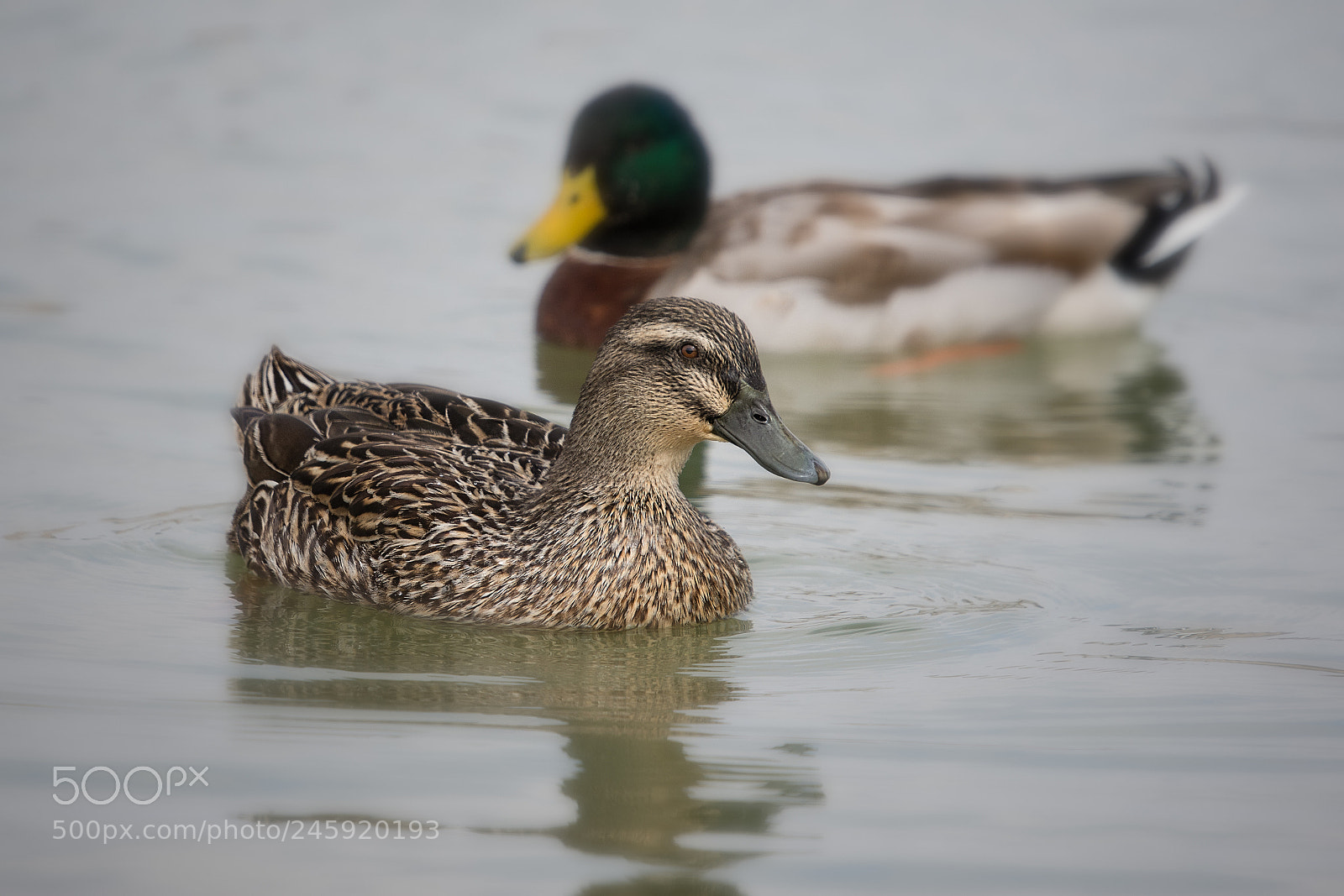 Nikon D7200 sample photo. Mallard photography