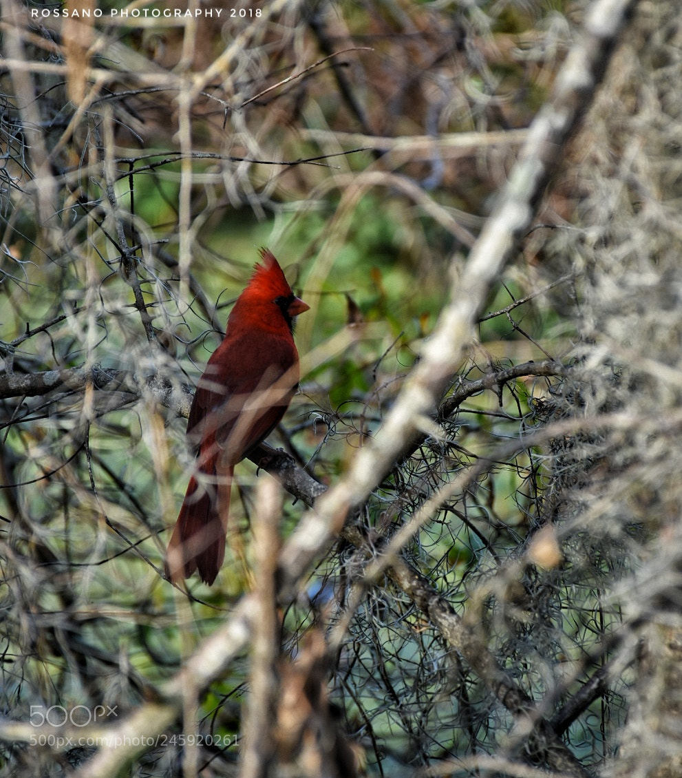 Nikon D7200 sample photo. Untitled photography