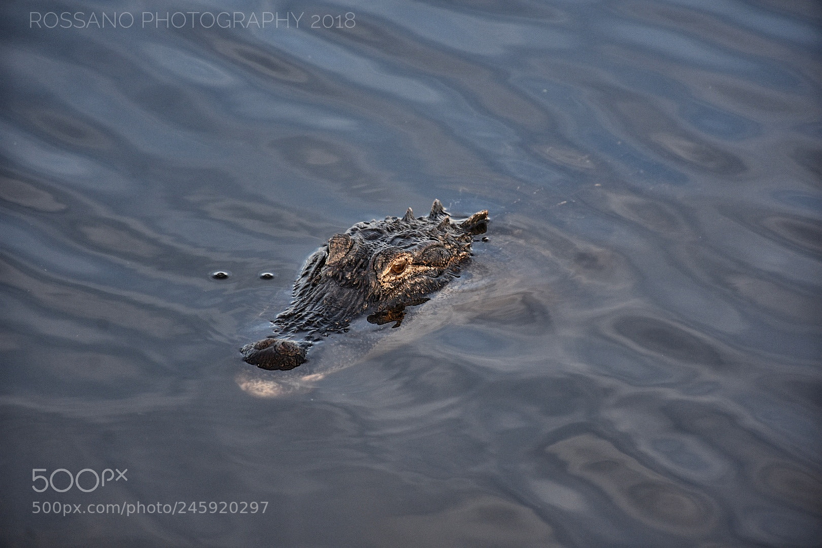 Nikon D7200 sample photo. Untitled photography
