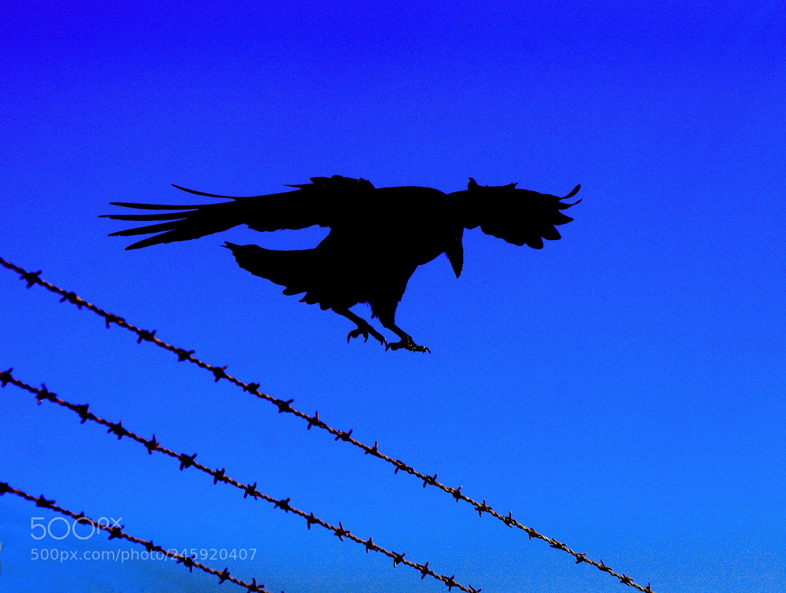 Canon EOS 20D sample photo. Ravenland photography