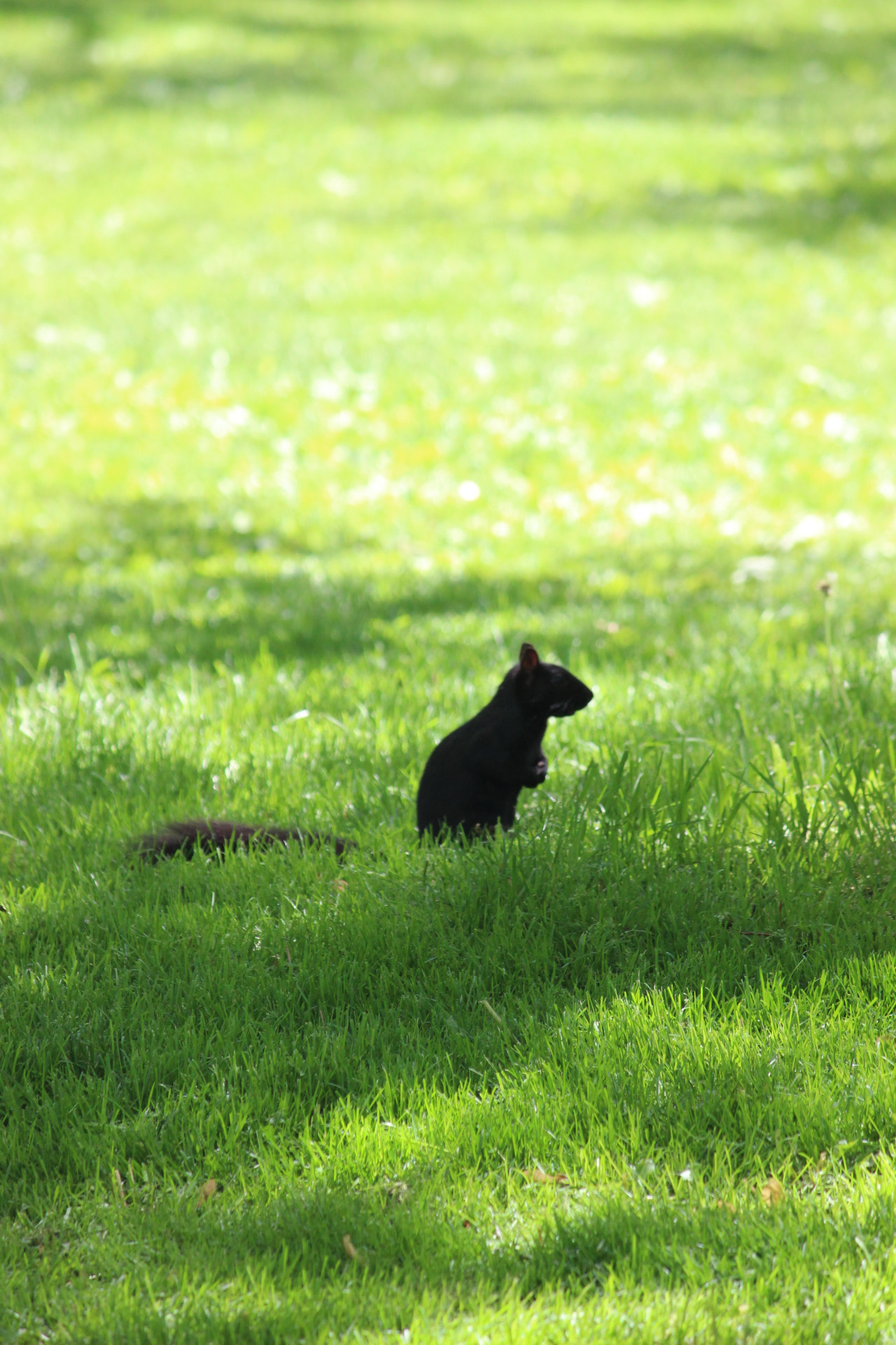 Canon EF-S 55-250mm F4-5.6 IS II sample photo. 53@26 photography