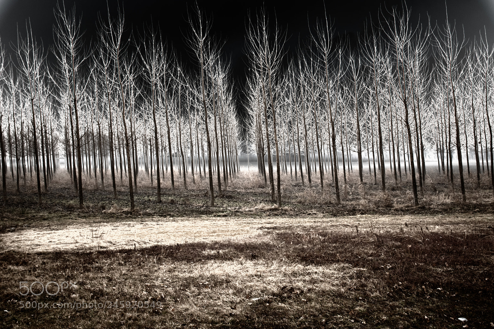 Nikon D5500 sample photo. Tree photography