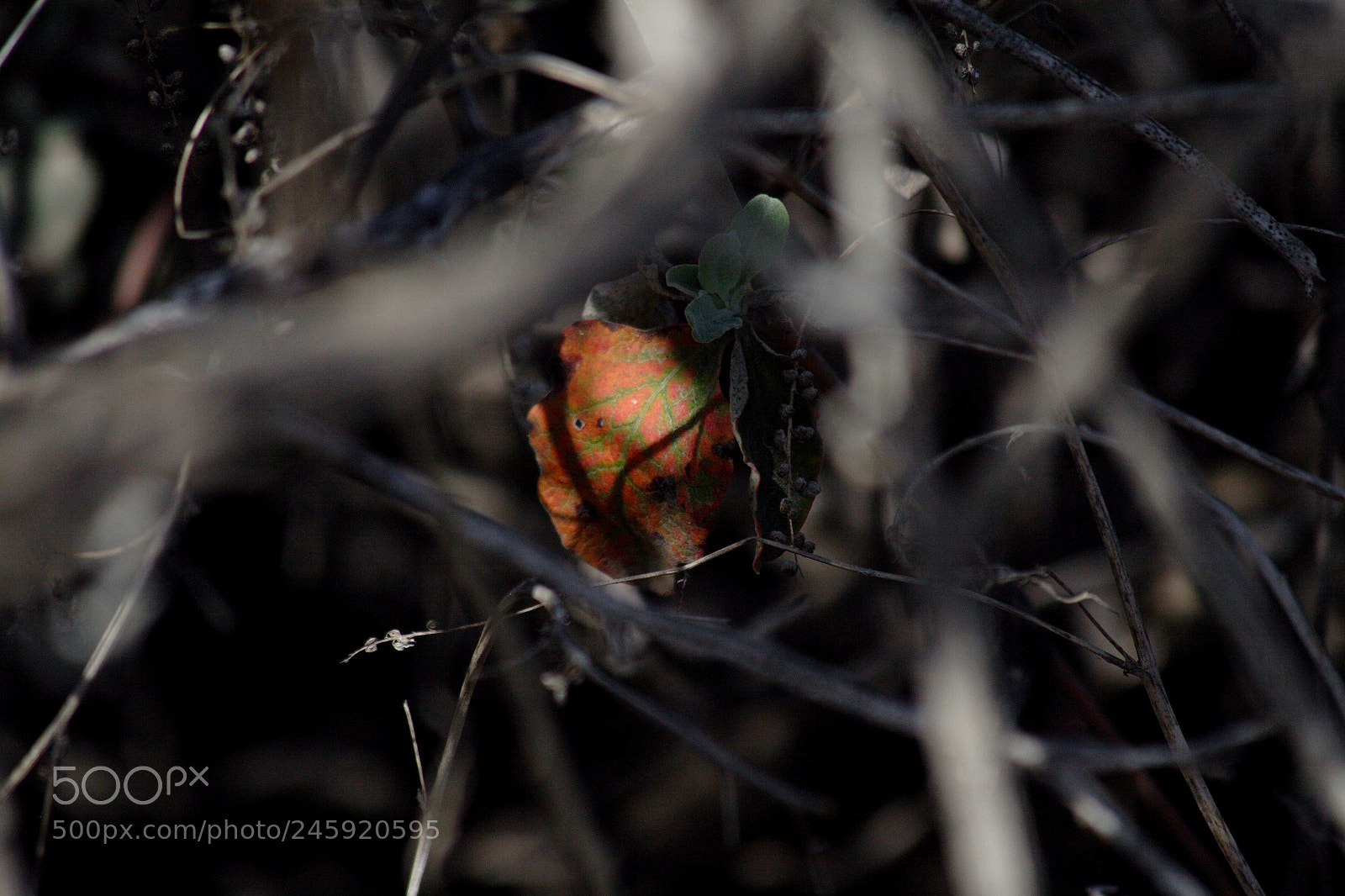 Canon EOS 20D sample photo. Hideinsight photography