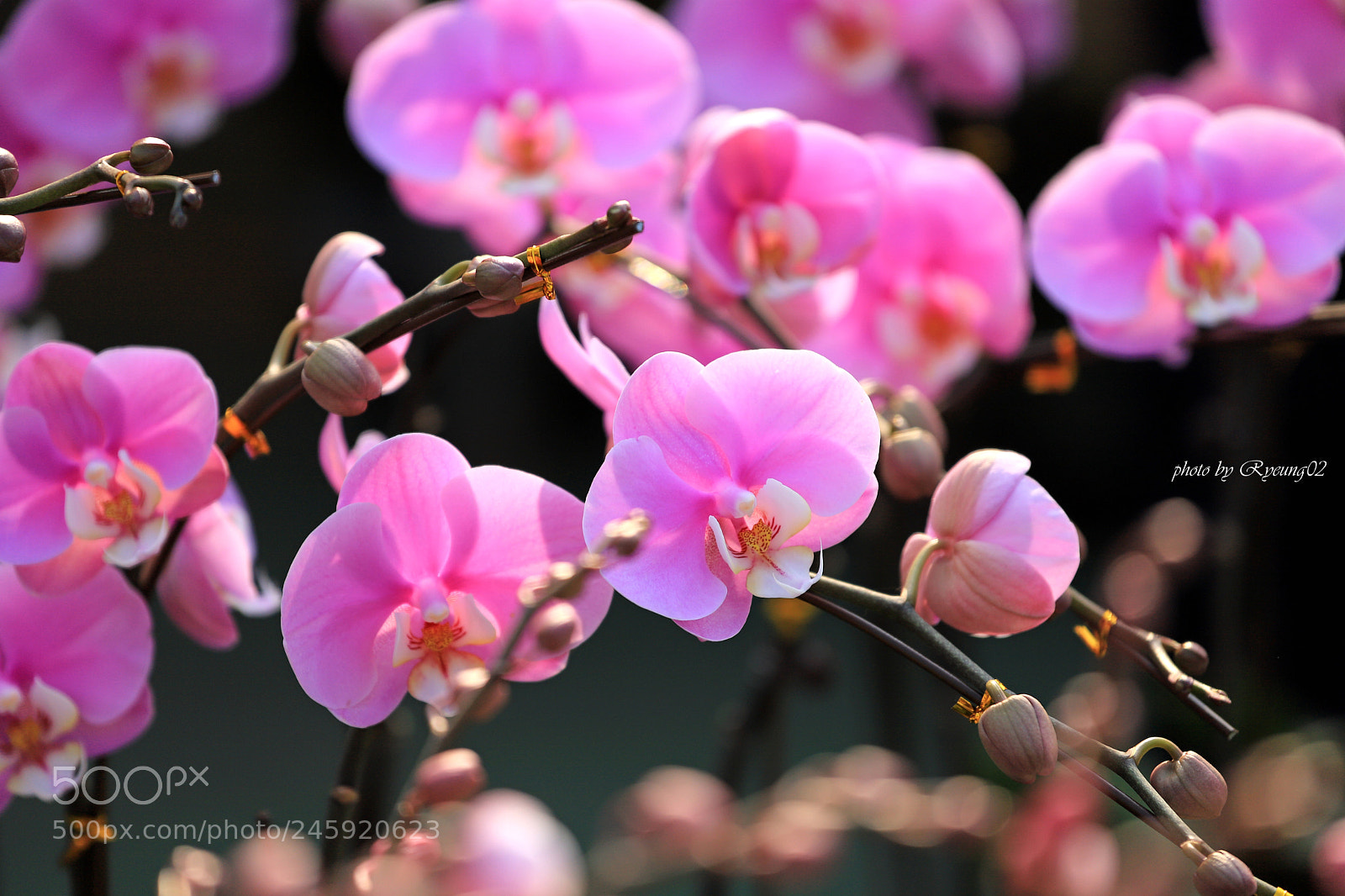 Canon EOS 6D Mark II sample photo. Pink flowers photography