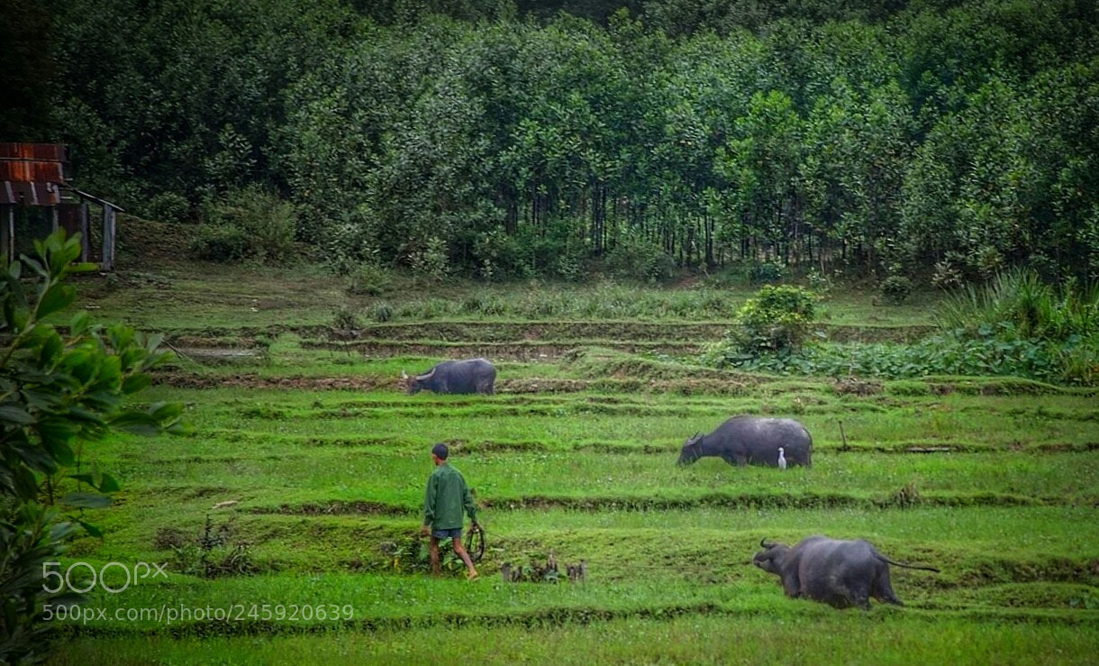 Nikon D3200 sample photo. 3 water buffalo and photography