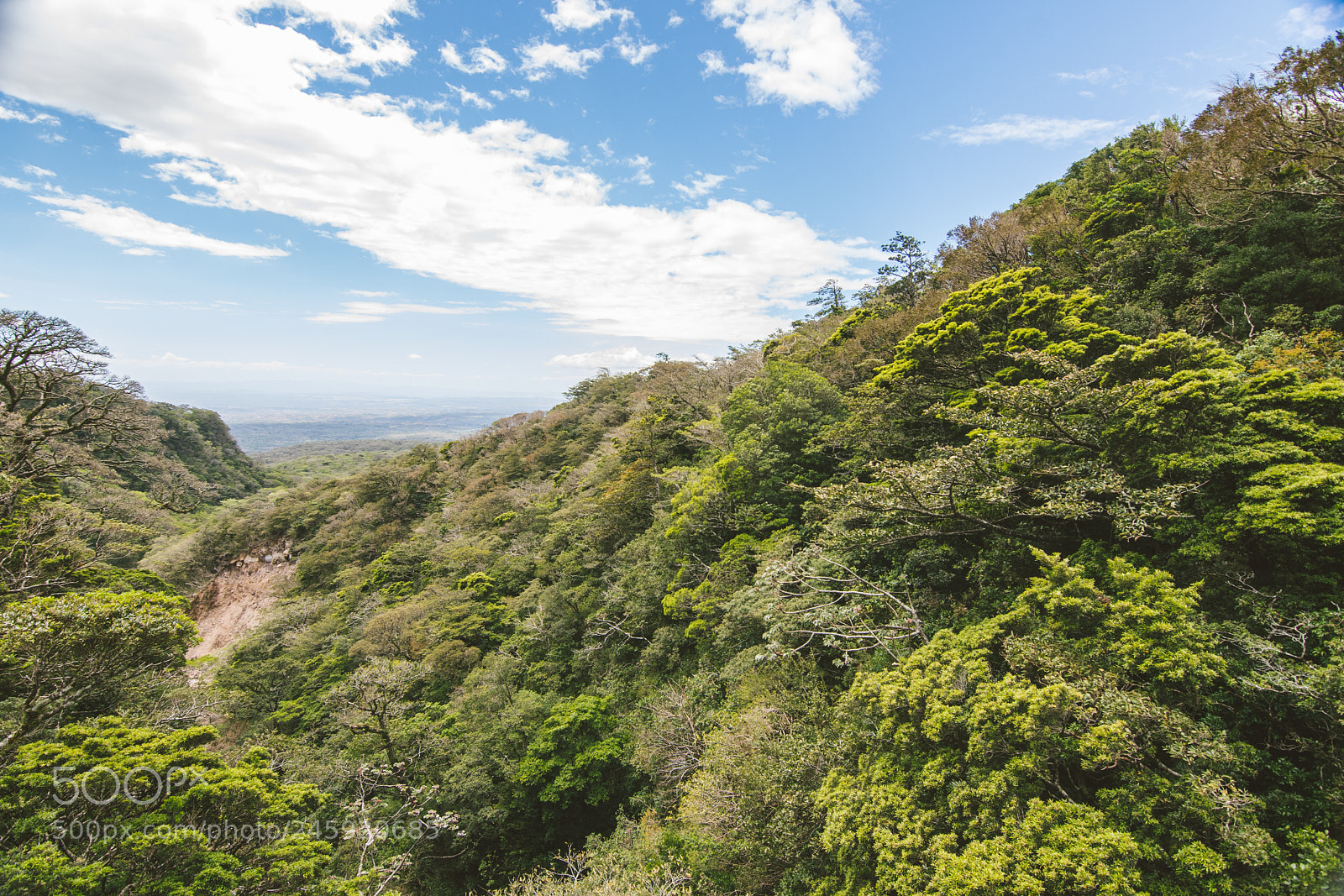 Nikon D500 sample photo. Costa rica forest photography