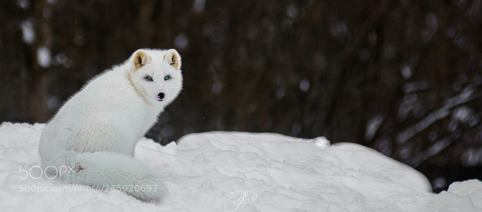 Nikon D7100 sample photo. Foxy lady photography