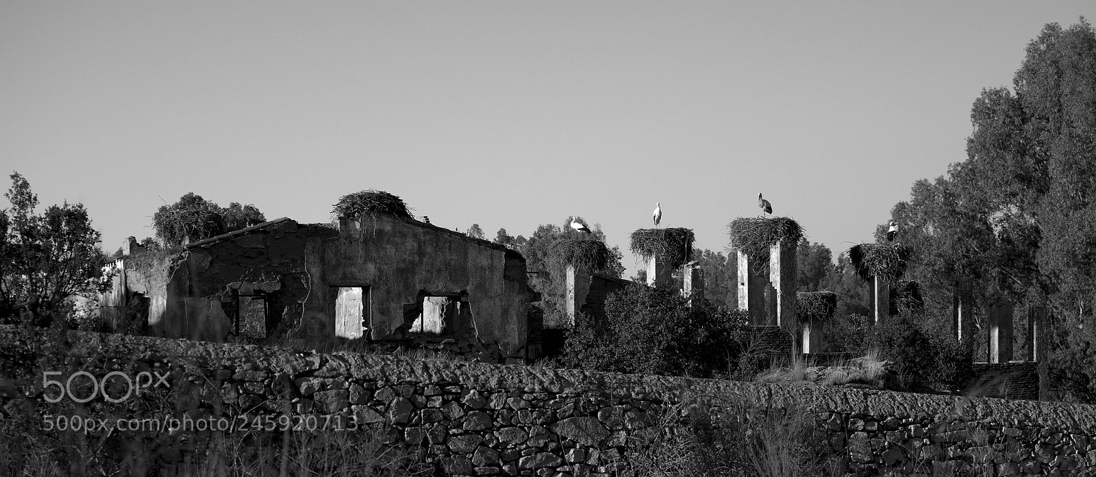 Olympus OM-D E-M1 Mark II sample photo. Casa de las cigue photography