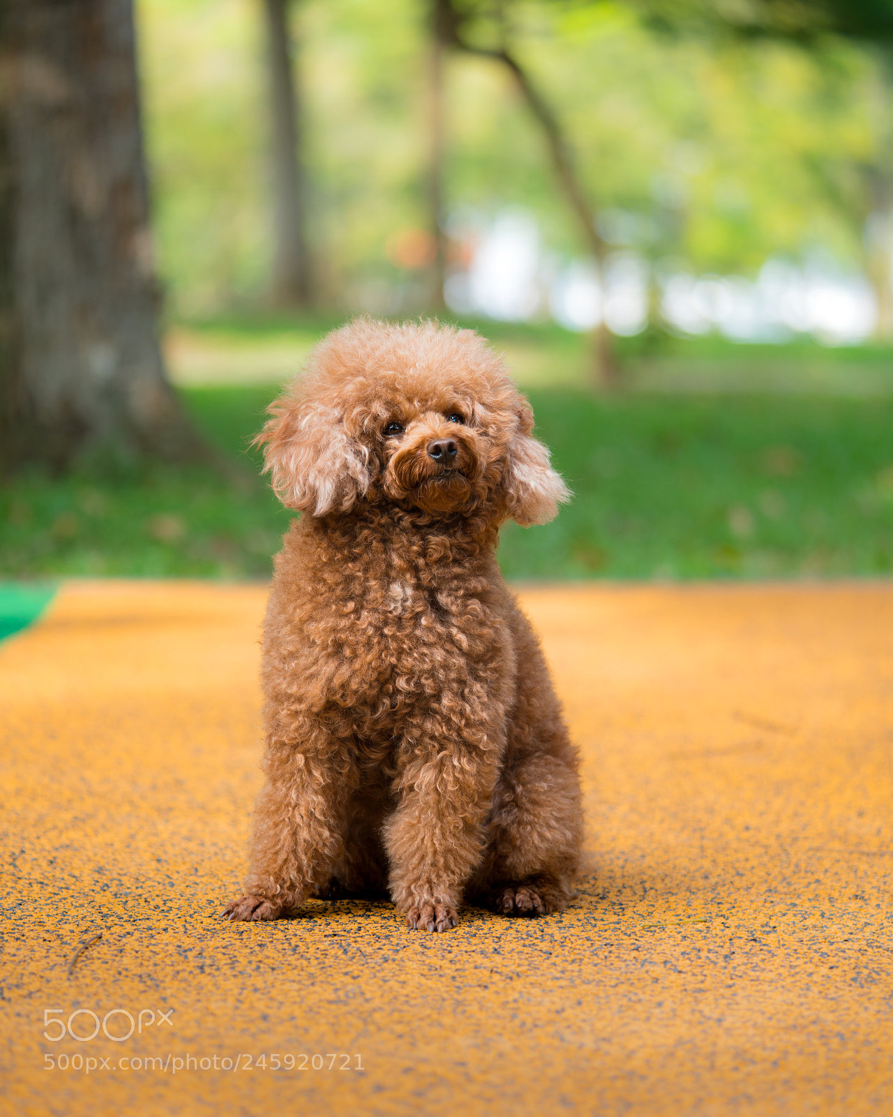 Sony a7R II sample photo. Waffle photography