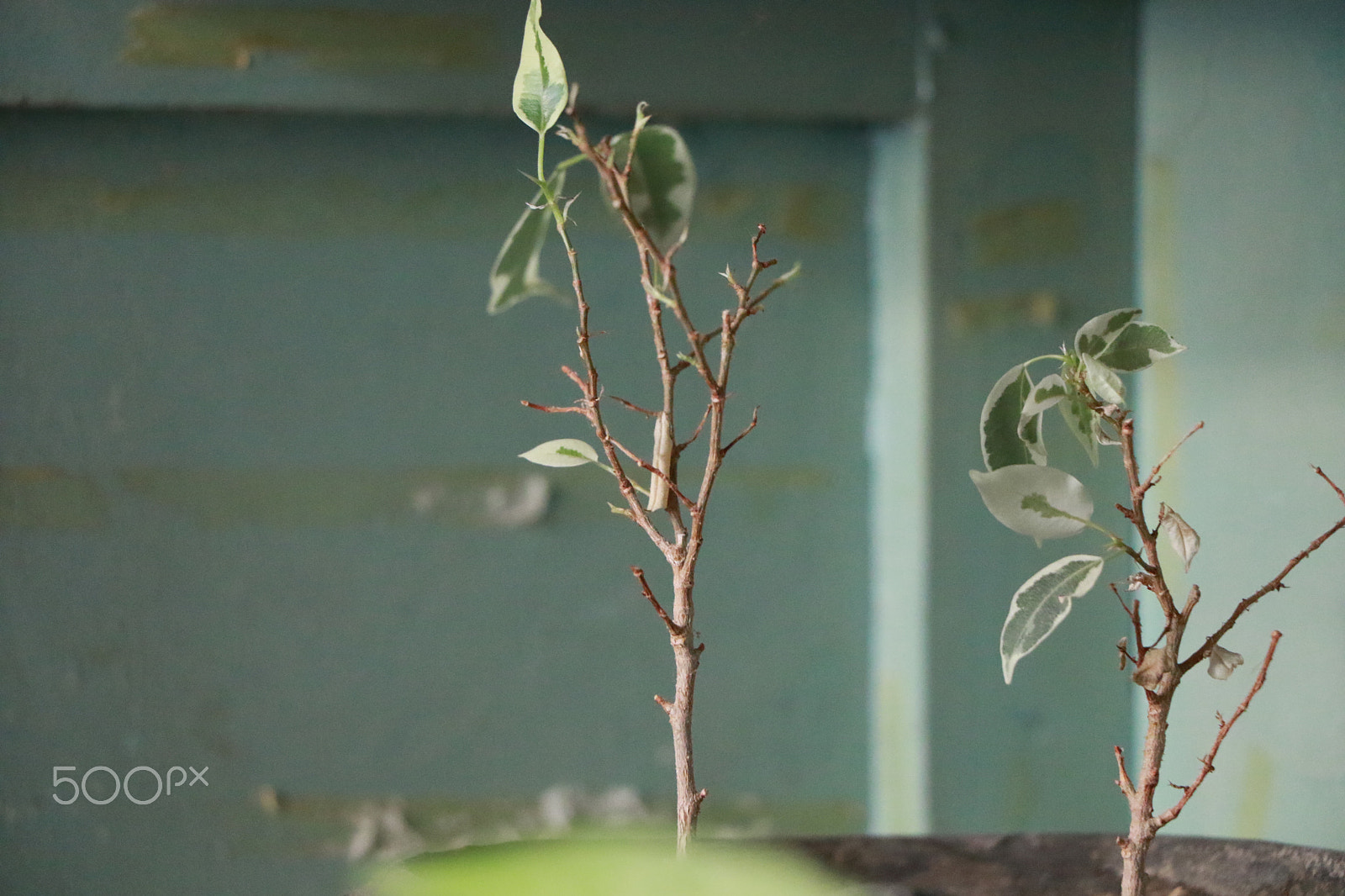 Canon EOS 7D Mark II sample photo. Dm photography