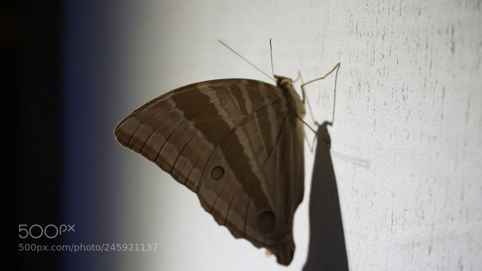 Sony E 16-50mm F3.5-5.6 PZ OSS sample photo. Mothlike photography