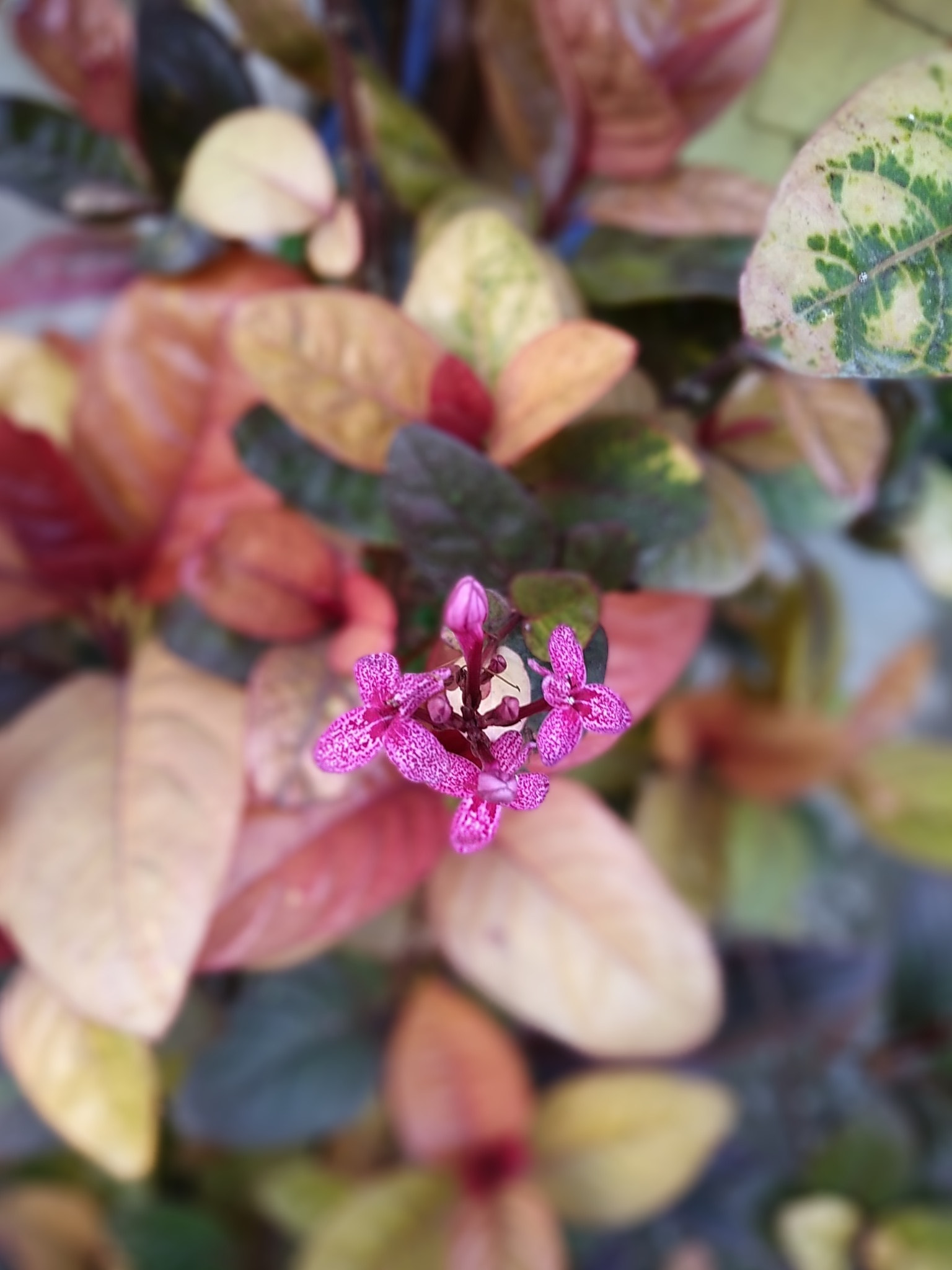 ASUS ZenFone 4 Max (ZC554KL) sample photo. Young flower photography