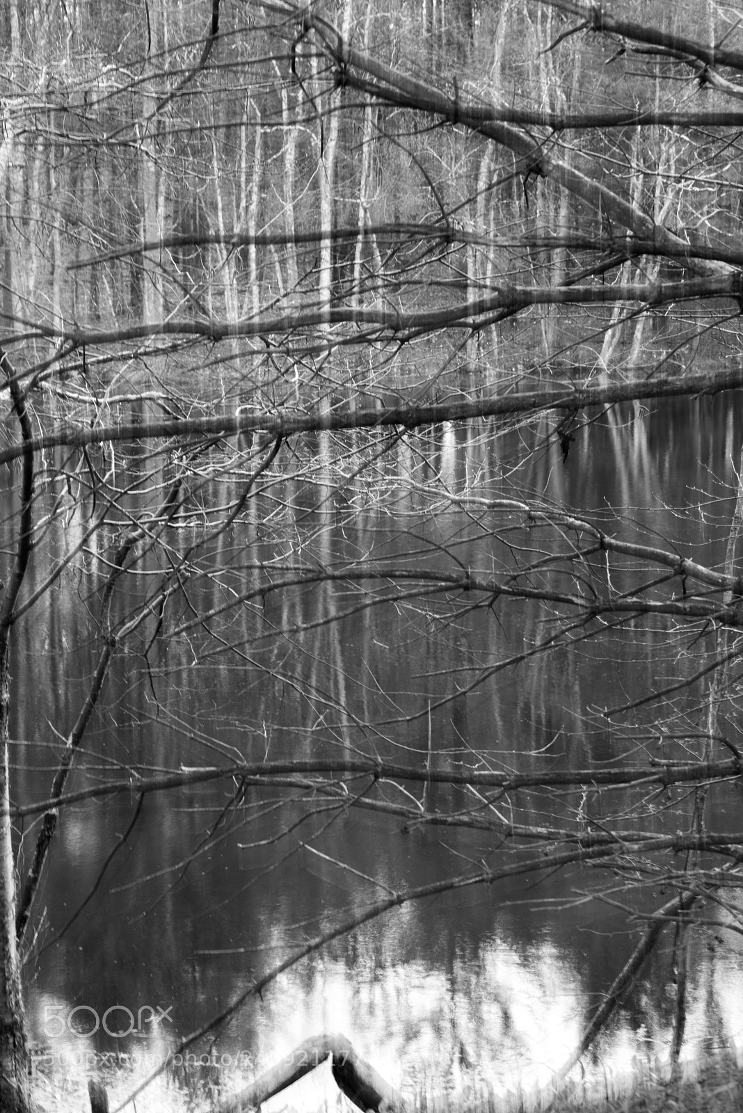 Pentax K-1 sample photo. Branches and reflection by photography
