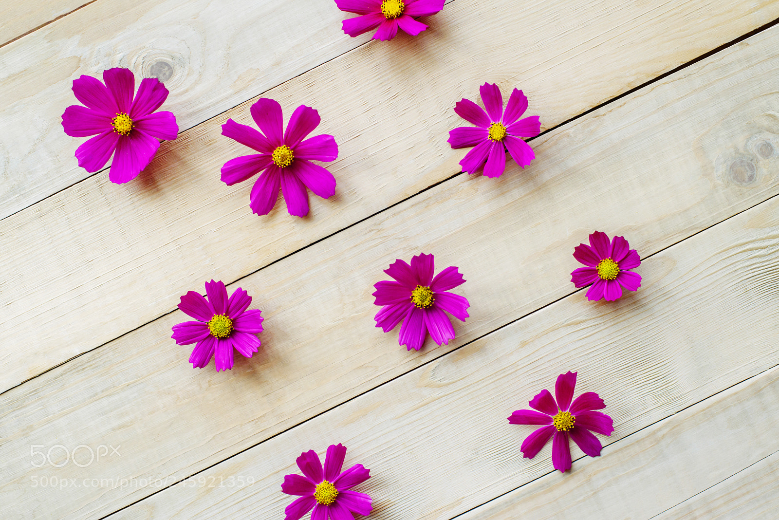 Nikon D600 sample photo. Pattern of cosmos flowers photography