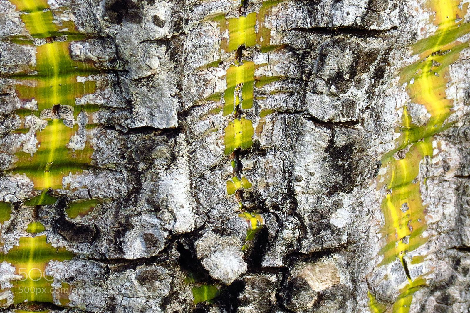 Canon PowerShot SX40 HS sample photo. A green-yellow trunk photography