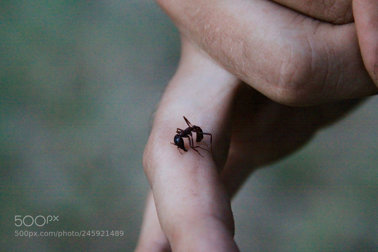Canon EOS 50D sample photo. Fire ant photography