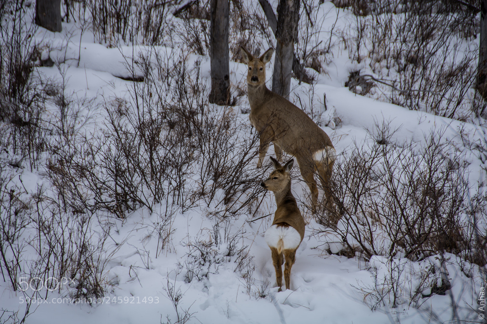 Nikon D7200 sample photo. Roedeer photography