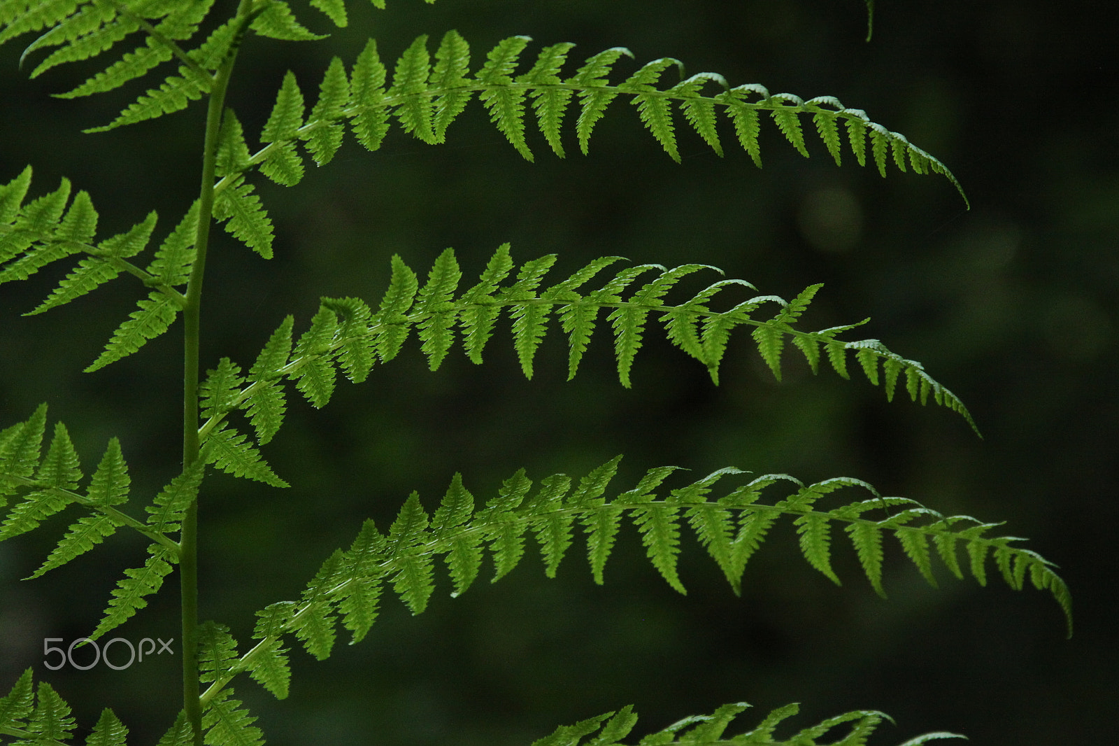 Canon EF 28-135mm F3.5-5.6 IS USM sample photo. How rainforest photography