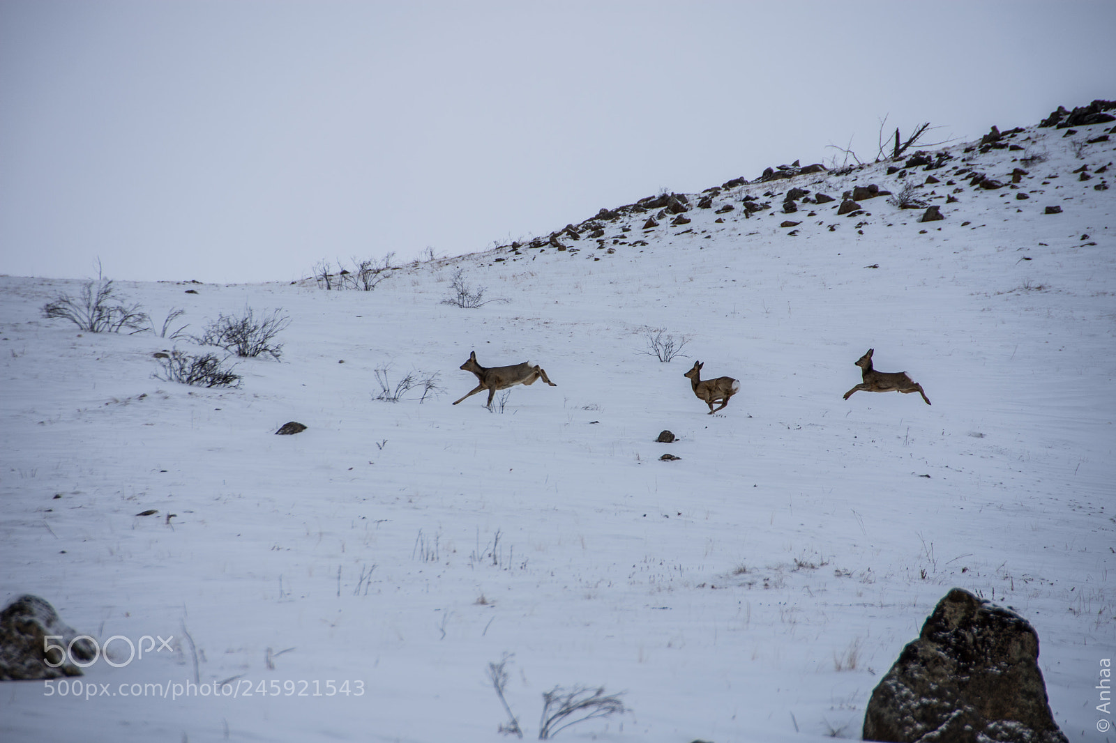 Nikon D7200 sample photo. Roedeer photography