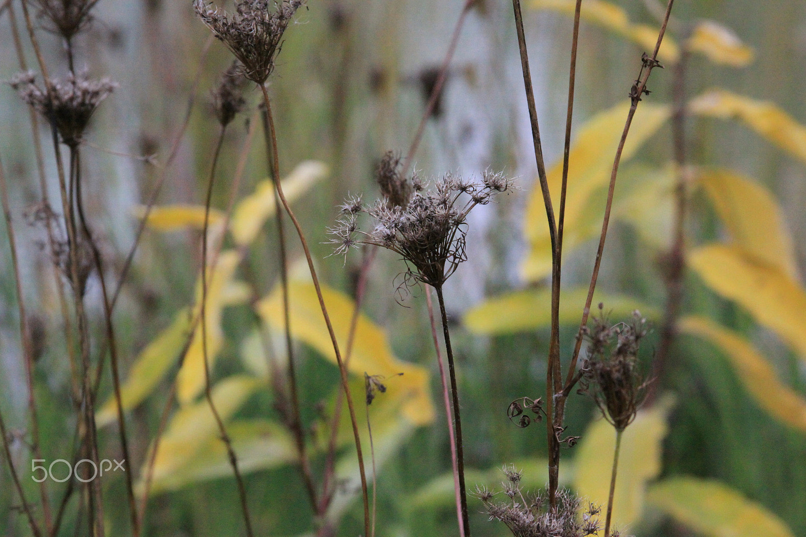 Canon EF 28-135mm F3.5-5.6 IS USM sample photo. Midd fall photography