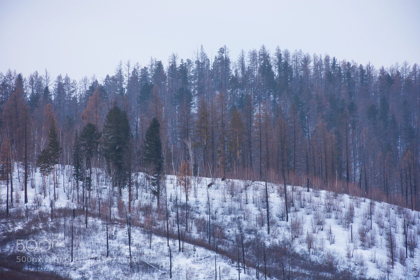 Nikon D7200 sample photo. Moose photography