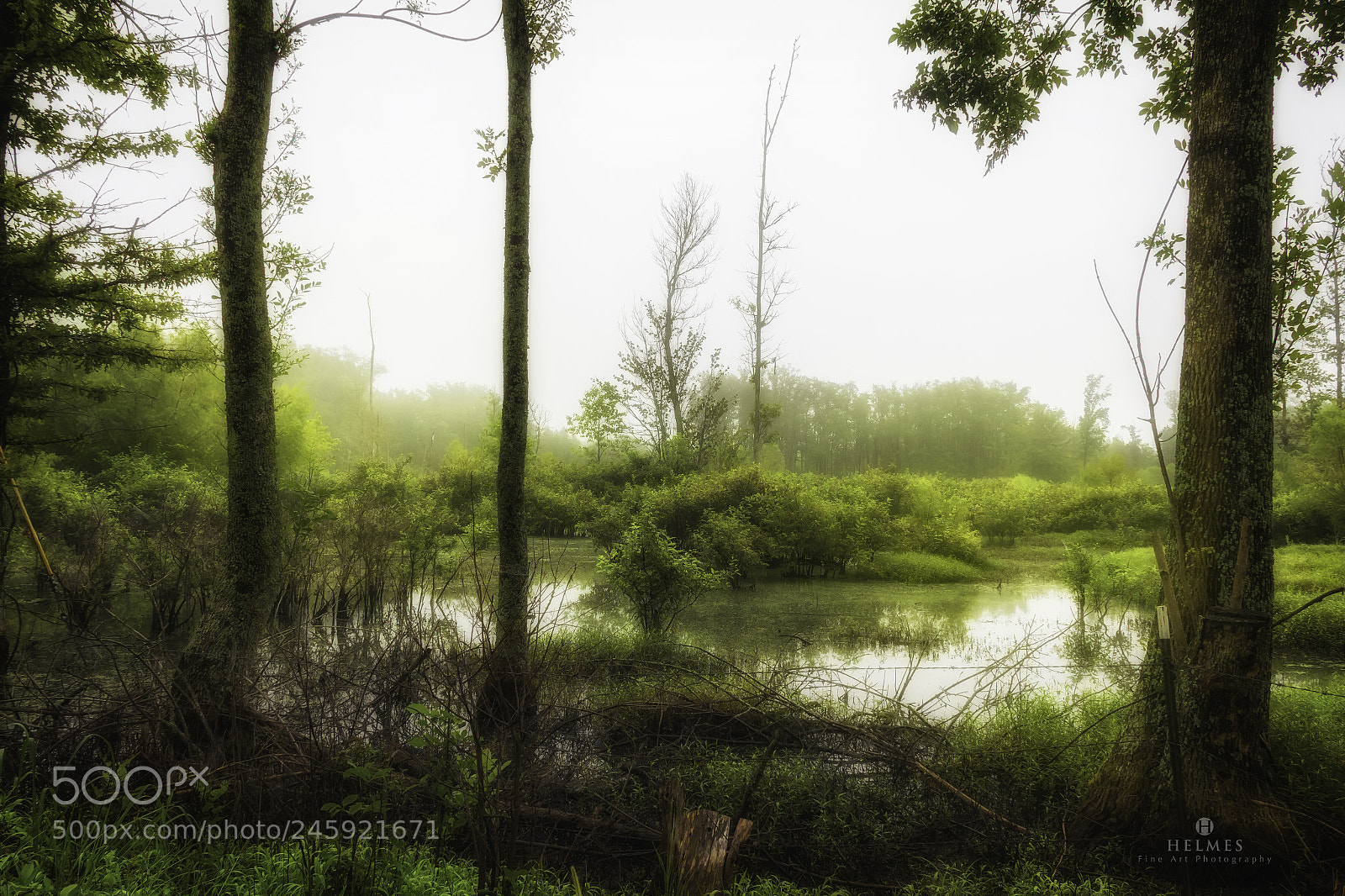 Canon EOS 60D sample photo. Alabama swamp photography