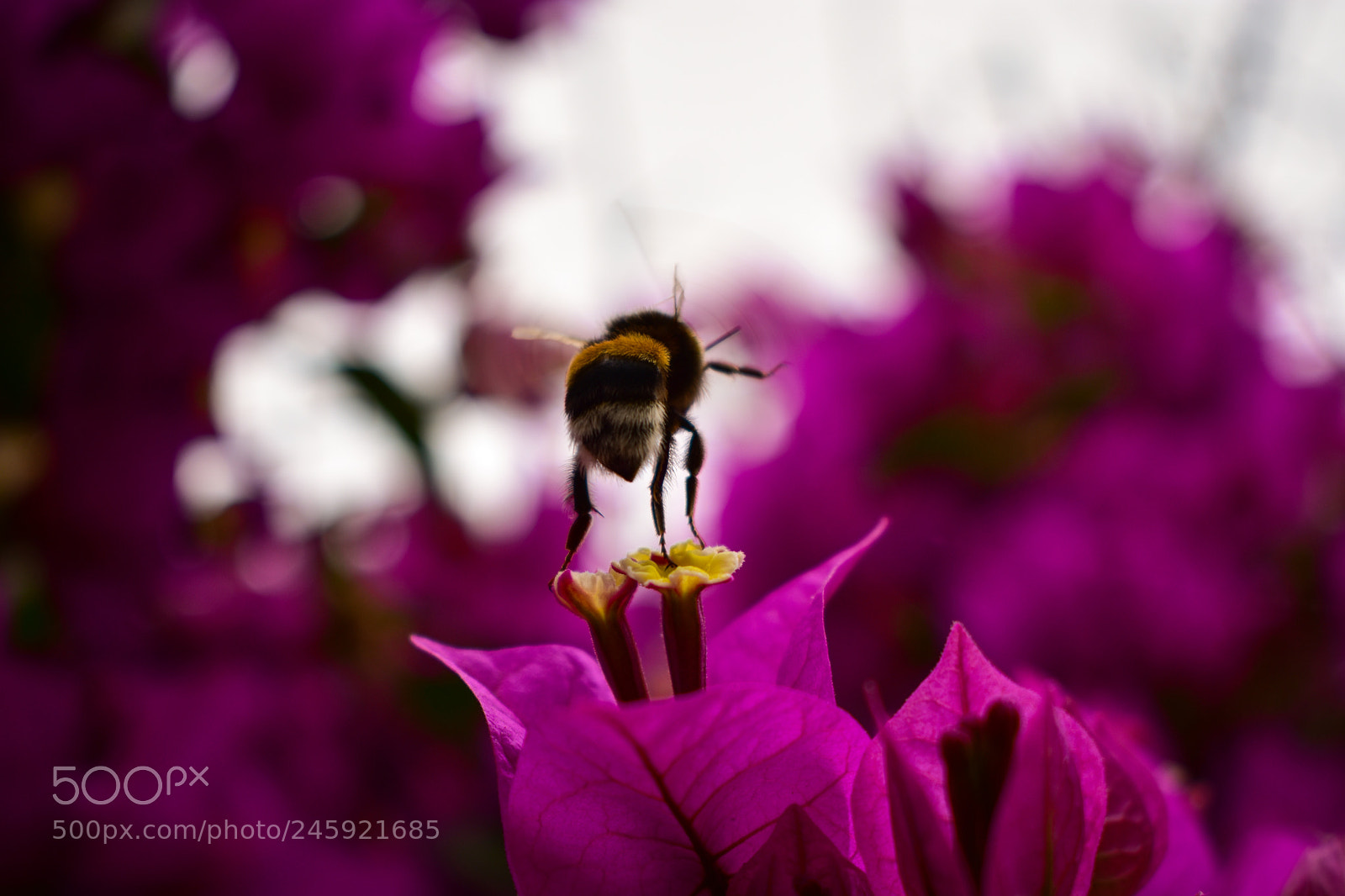 Nikon D3400 sample photo. Entre hojas moradas photography