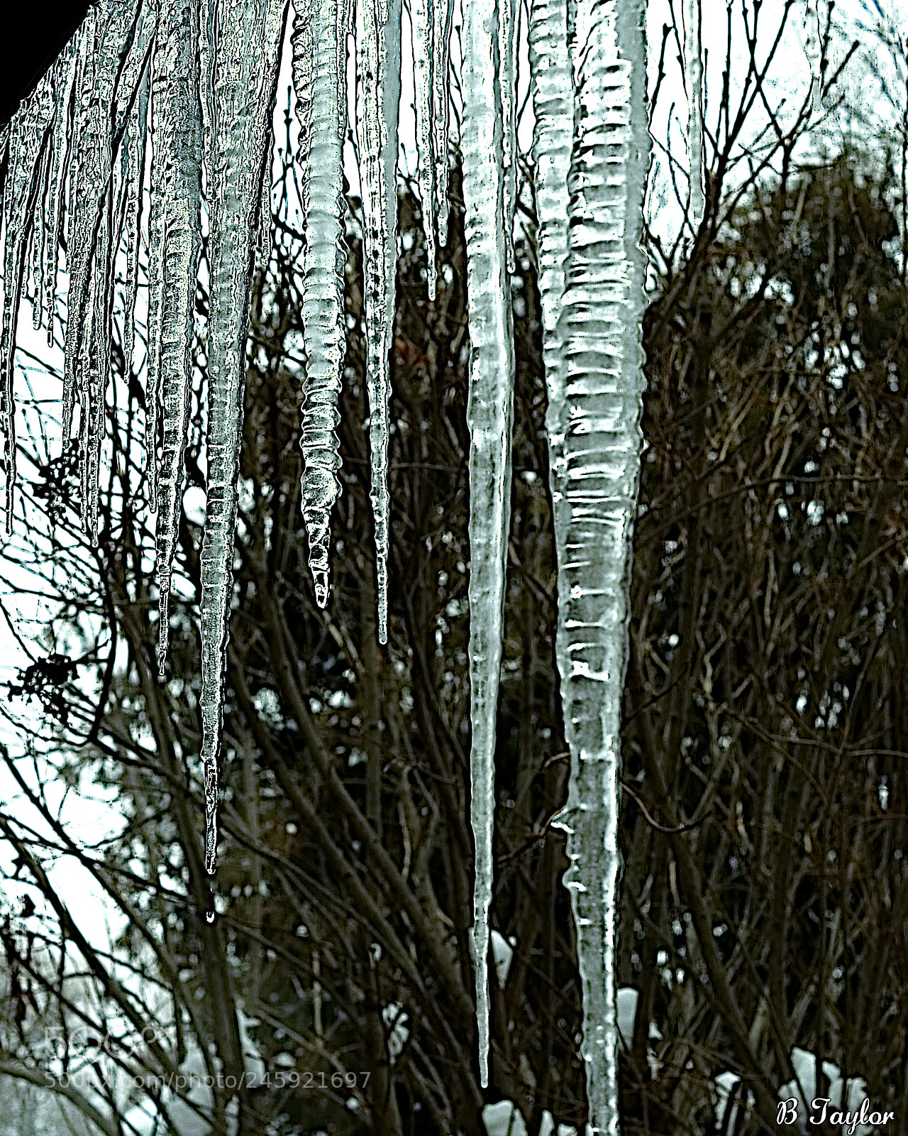 Sony SLT-A57 sample photo. Icicles and trees photography
