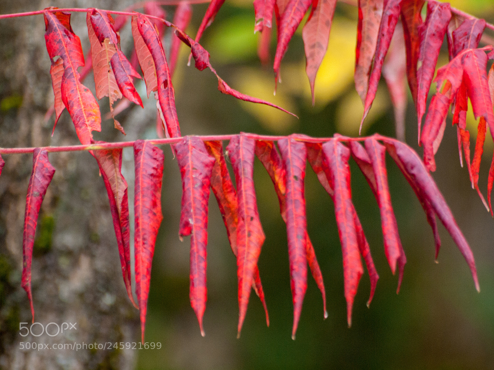 Olympus E-620 (EVOLT E-620) sample photo. Red and hanging photography