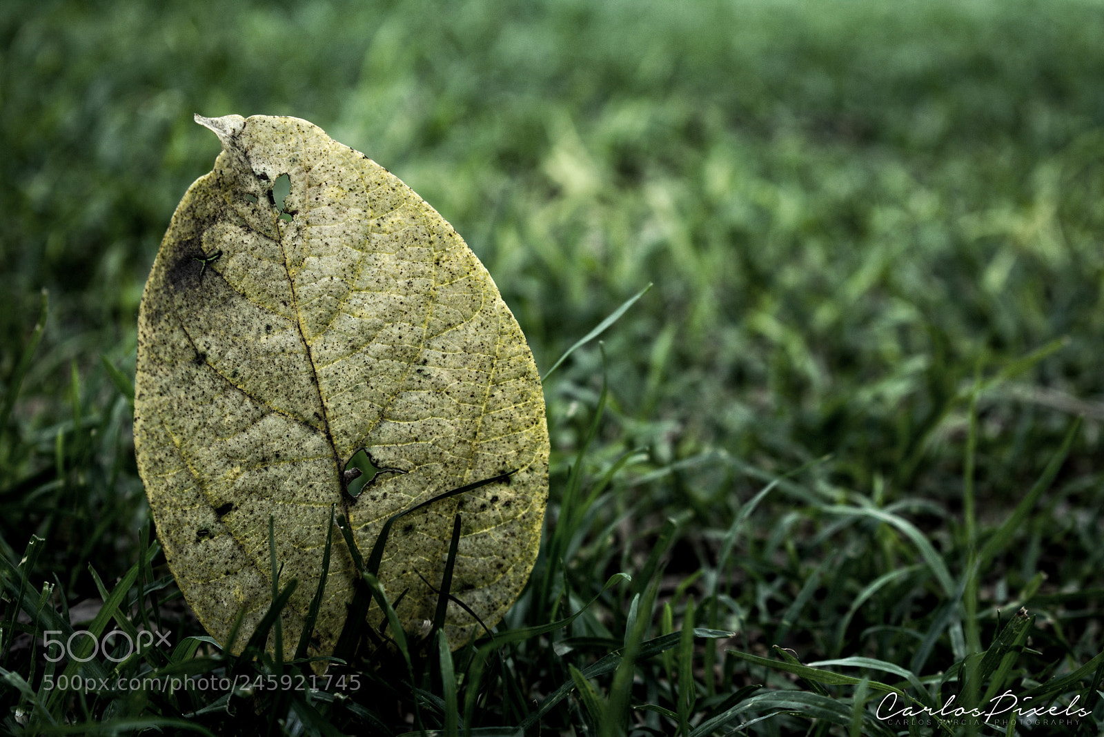 Nikon D3400 sample photo. Leaf photography