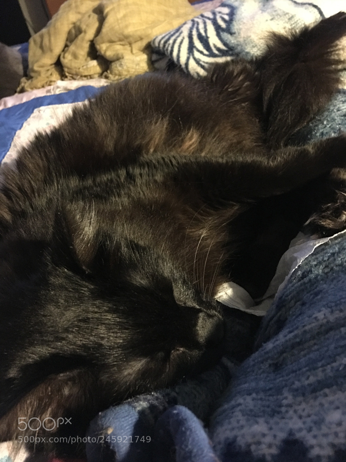 Apple iPhone 6s Plus sample photo. Whiskey sleeping photography