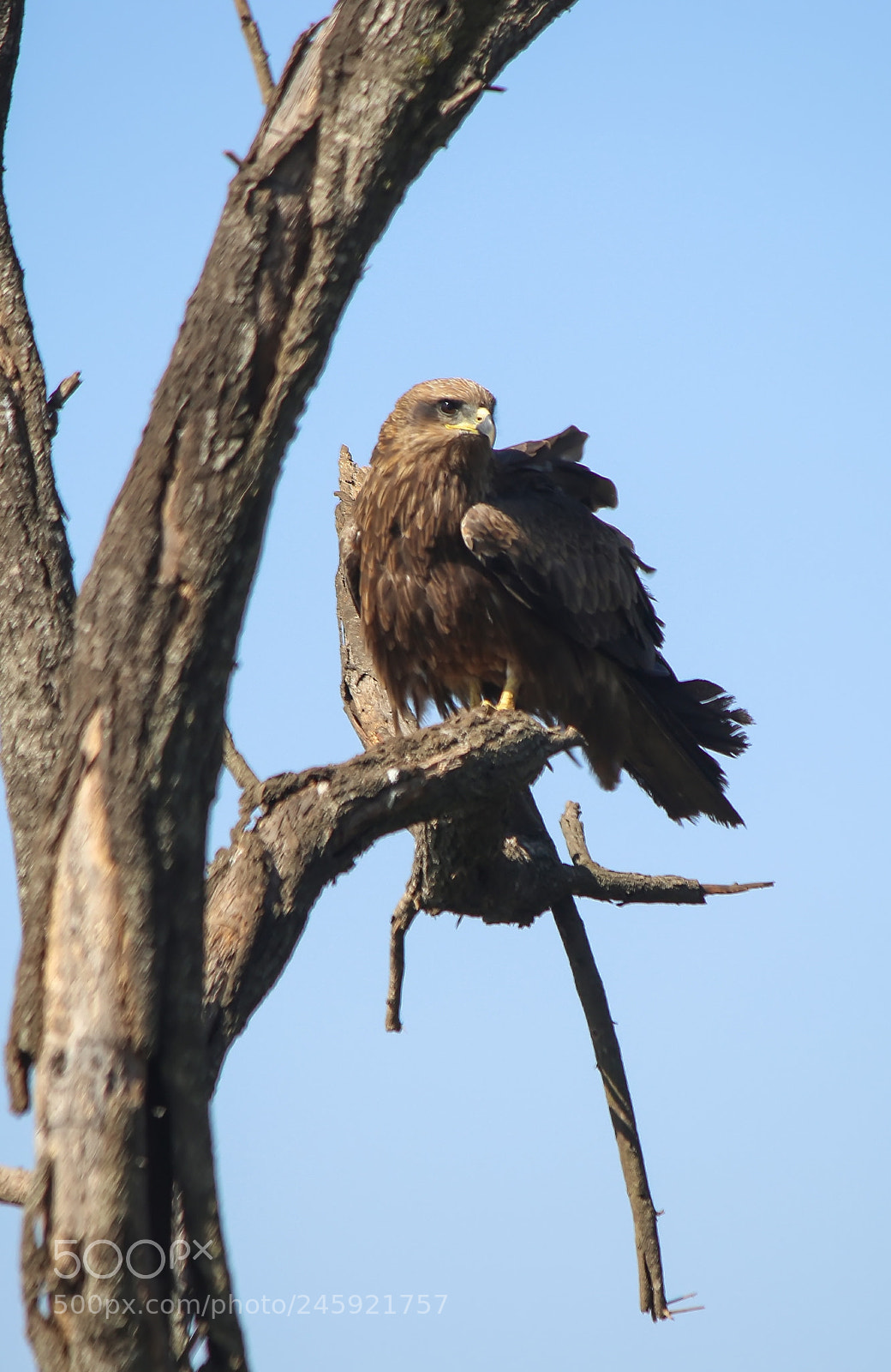 Canon EOS 7D Mark II sample photo. Black kite photography